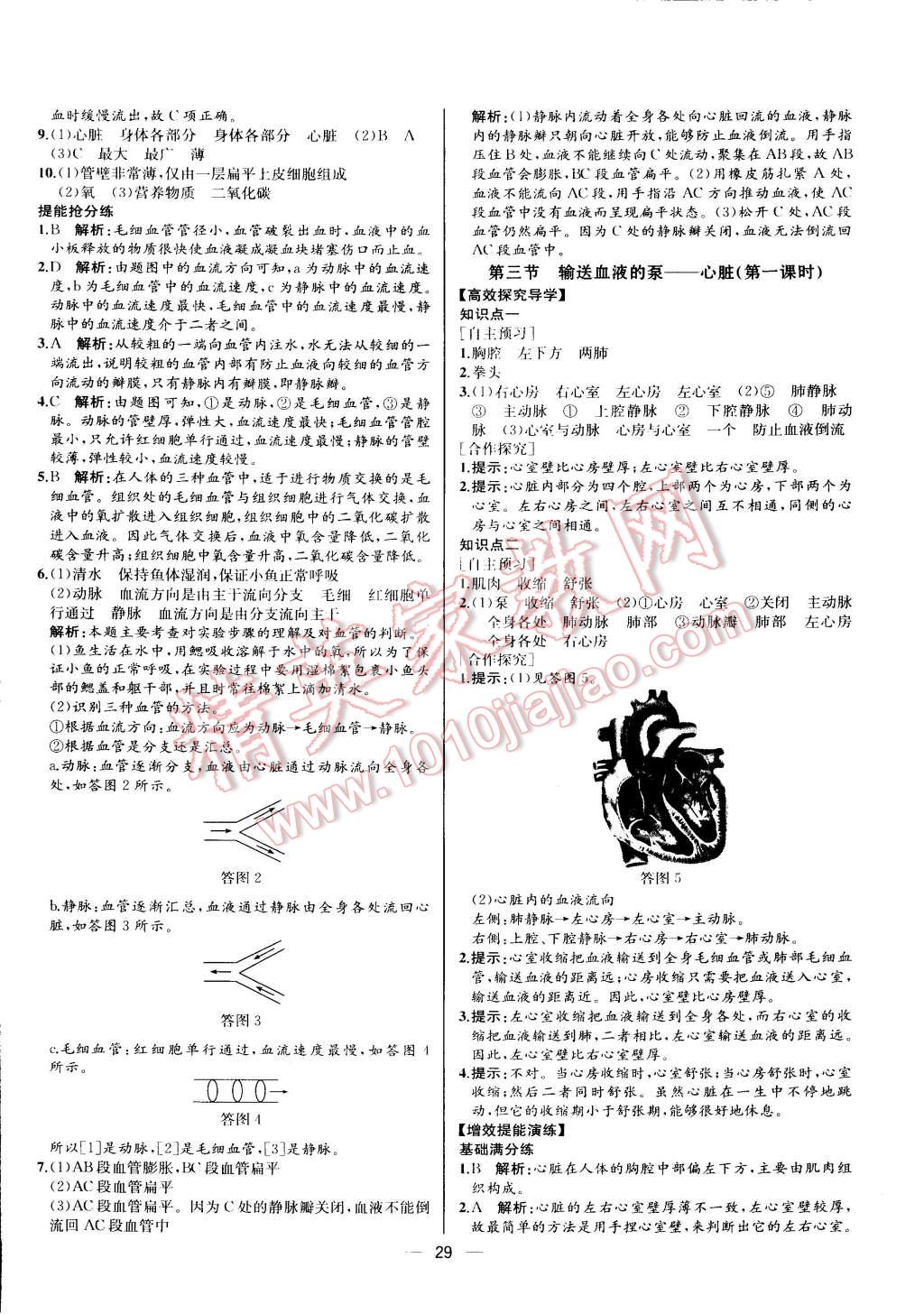 2015年同步导学案课时练七年级生物学下册人教版河北专版 第13页