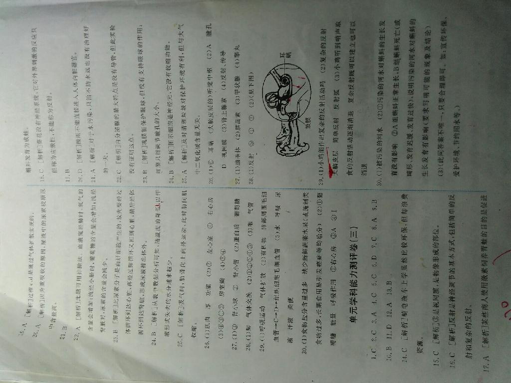 2015年能力培養(yǎng)與測(cè)試七年級(jí)生物學(xué)下冊(cè)人教版 第12頁