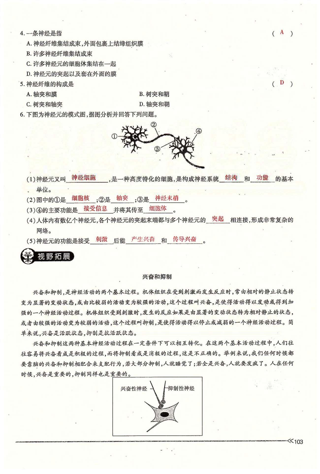 一課一練創(chuàng)新練習七年級下生物江西人民出版社 第六章 人體生命活動的調(diào)節(jié) 第一、二節(jié) [17]