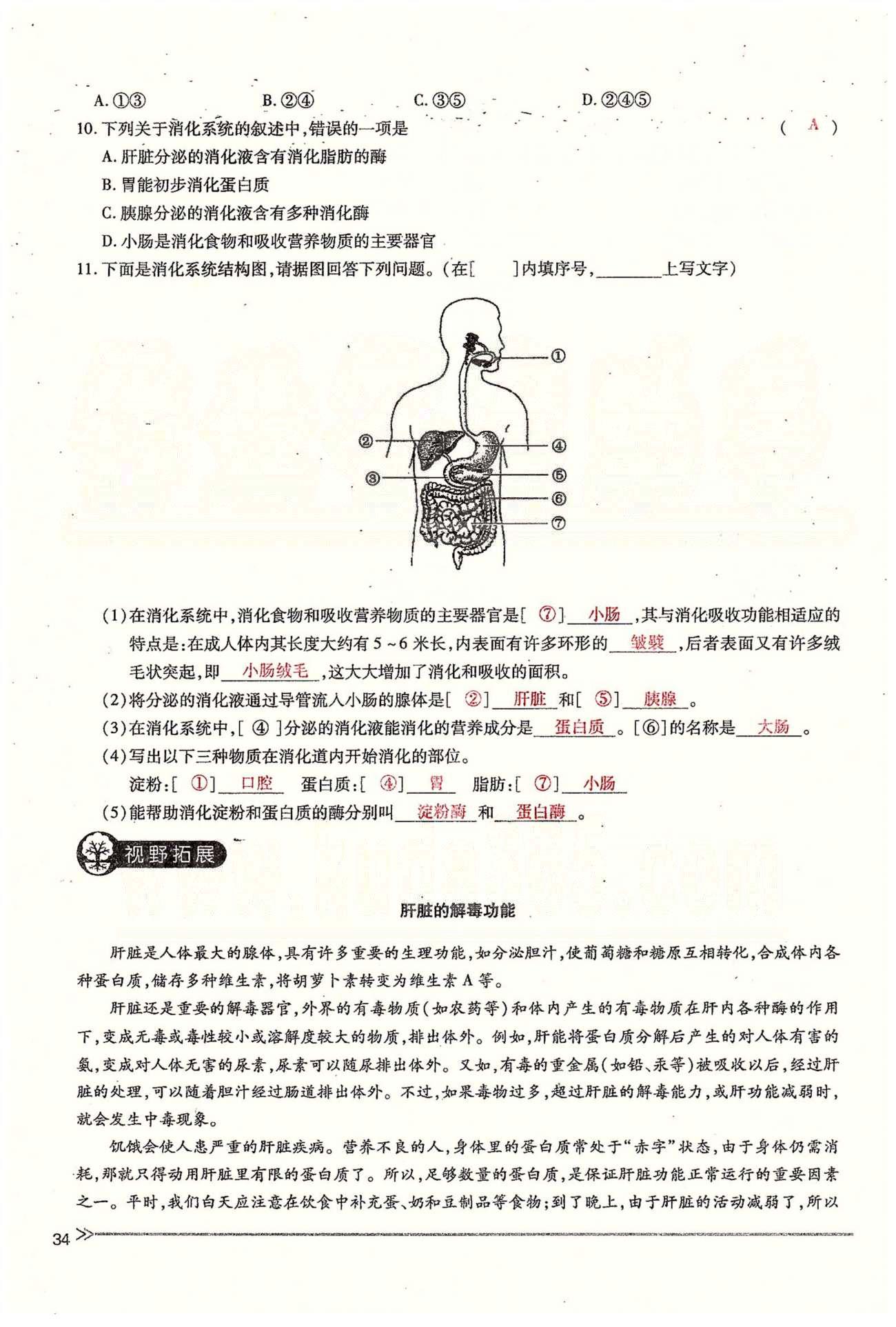 一課一練創(chuàng)新練習(xí)七年級下生物江西人民出版社 第二章 人體的營養(yǎng) 第一、二節(jié) [14]