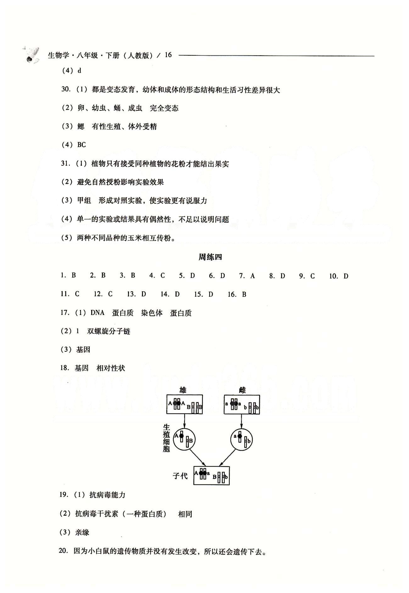 2015年新課程問題解決導學方案八年級生物學下冊人教版 問題解決導學訓練案 [4]