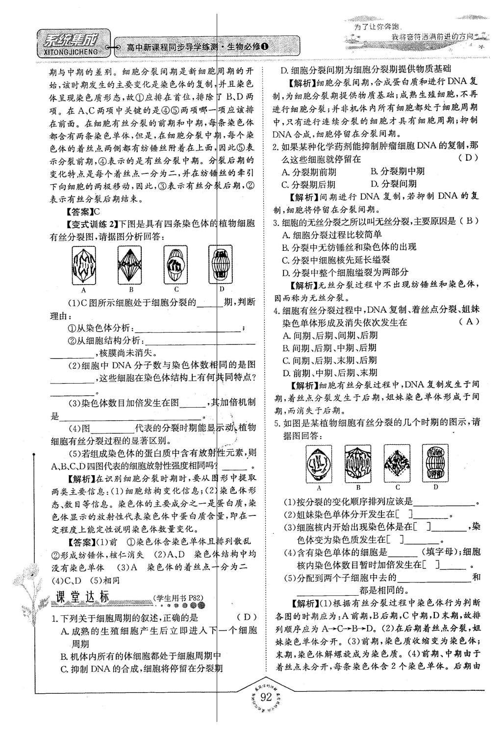 2015年系統(tǒng)集成高中新課程同步導學練測生物必修1分子與細胞 主題四 細胞的增殖、分化、衰老和凋亡第24頁