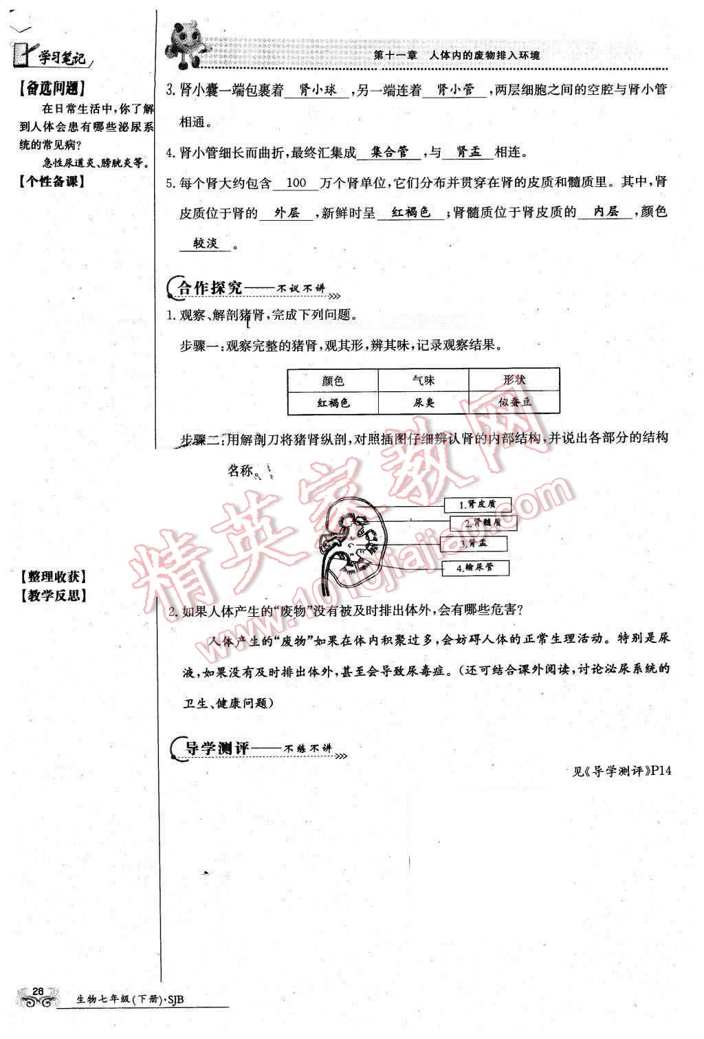 2016年金太阳导学案七年级生物下册苏教版 第28页