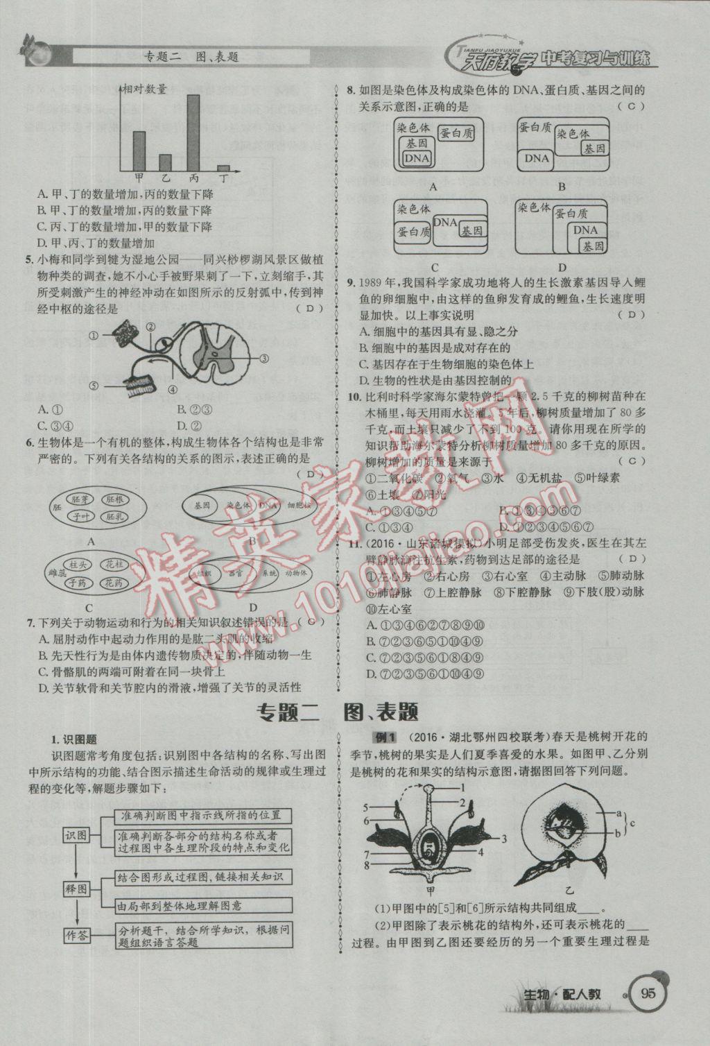 2017年天府教與學(xué)四川中考復(fù)習(xí)與訓(xùn)練生物人教版 第二篇參考答案第98頁