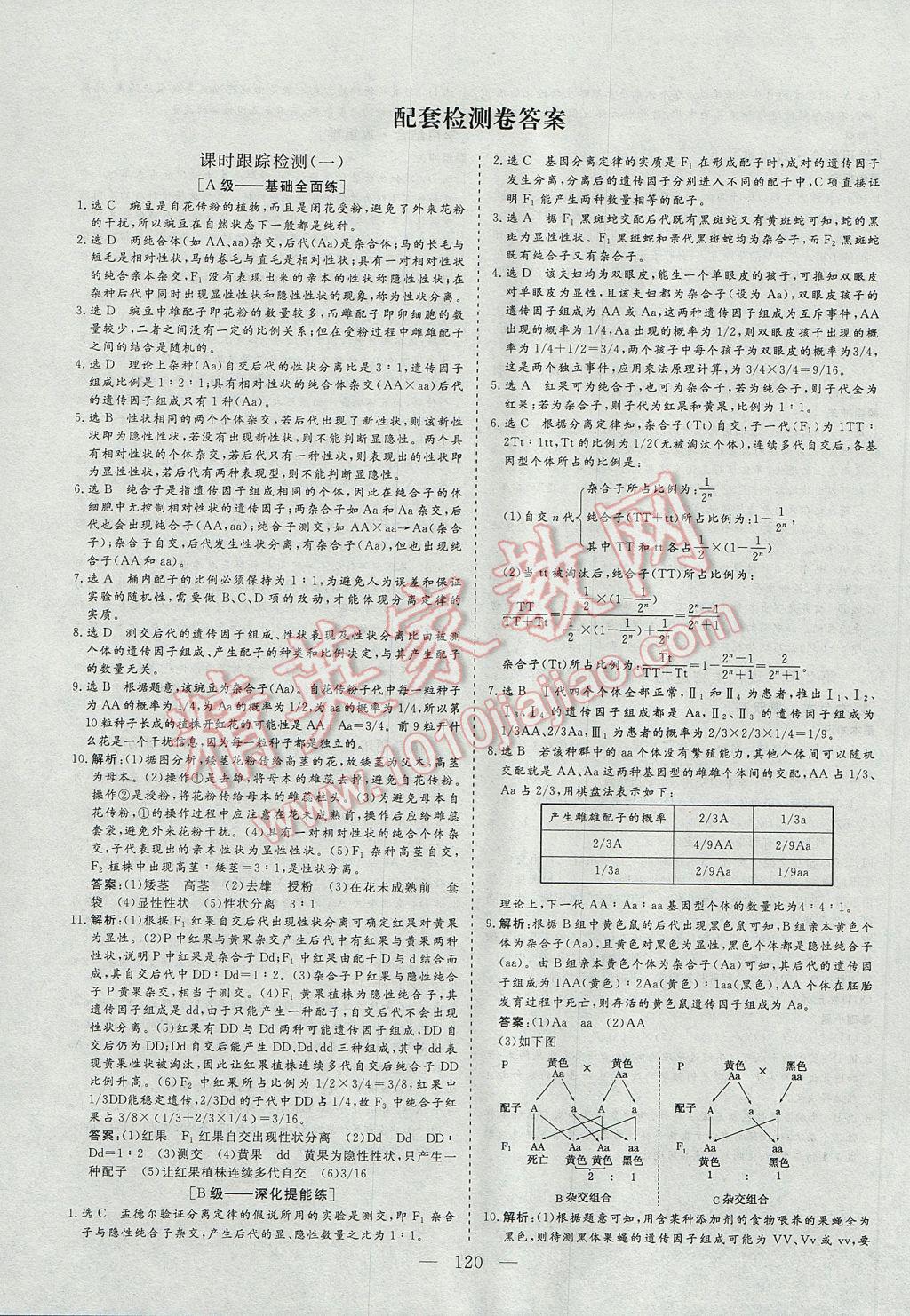 三維設(shè)計高中新課標同步課堂生物必修2 參考答案第12頁