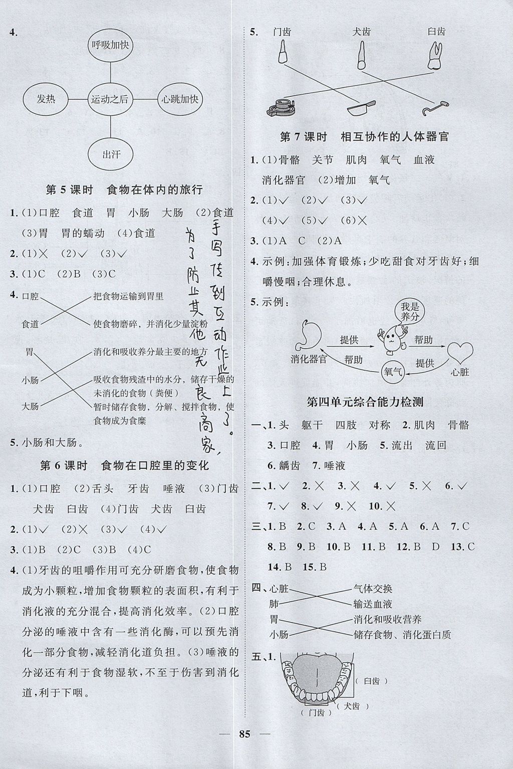 2017年陽光同學(xué)課時優(yōu)化作業(yè)四年級科學(xué)上冊教科版 參考答案第7頁