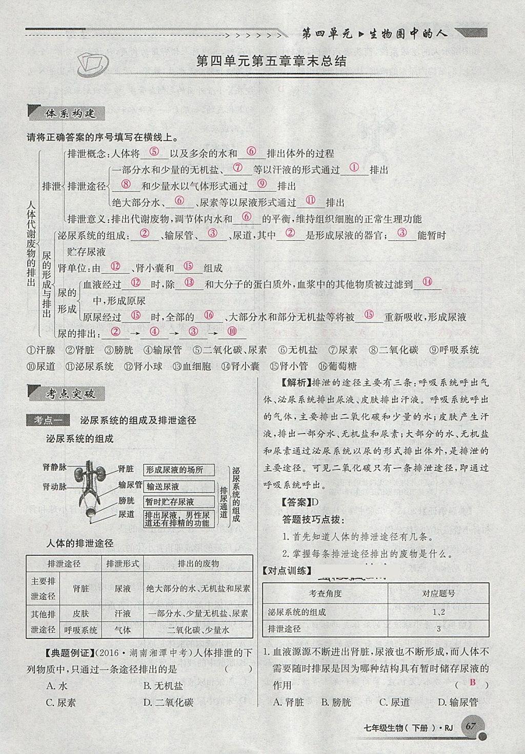 2018年導(dǎo)學(xué)與演練七年級(jí)生物下冊(cè)人教版貴陽(yáng)專(zhuān)版 第91頁(yè)