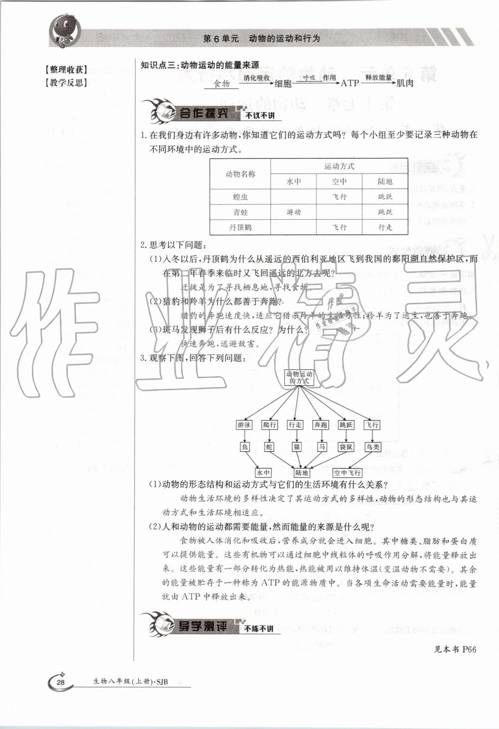 2019年金太陽導(dǎo)學(xué)案八年級(jí)生物上冊(cè)蘇教版 第28頁