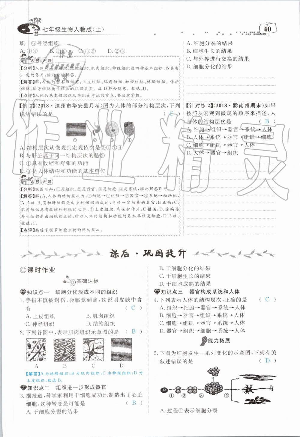 2019年351高效课堂导学案七年级生物上册人教版 第40页