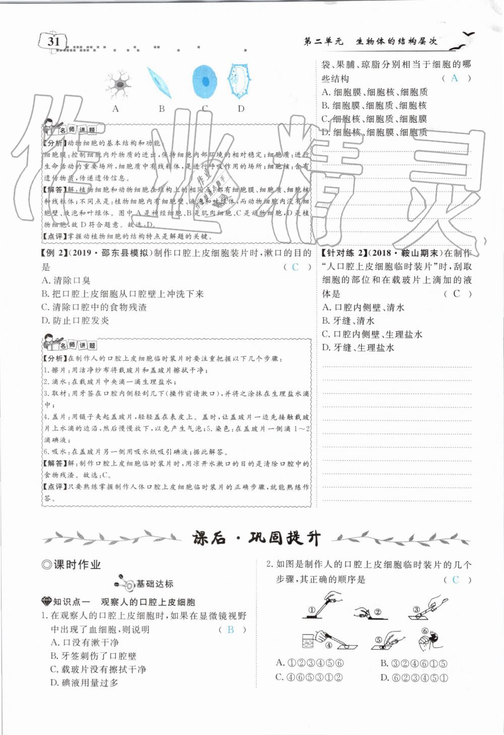 2019年351高效課堂導(dǎo)學(xué)案七年級(jí)生物上冊人教版 第31頁