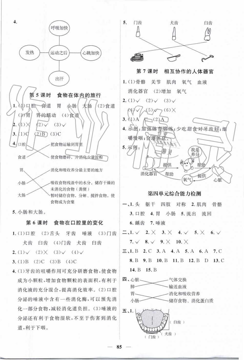 2019年陽光同學(xué)課時優(yōu)化作業(yè)四年級科學(xué)上冊教科版 第7頁