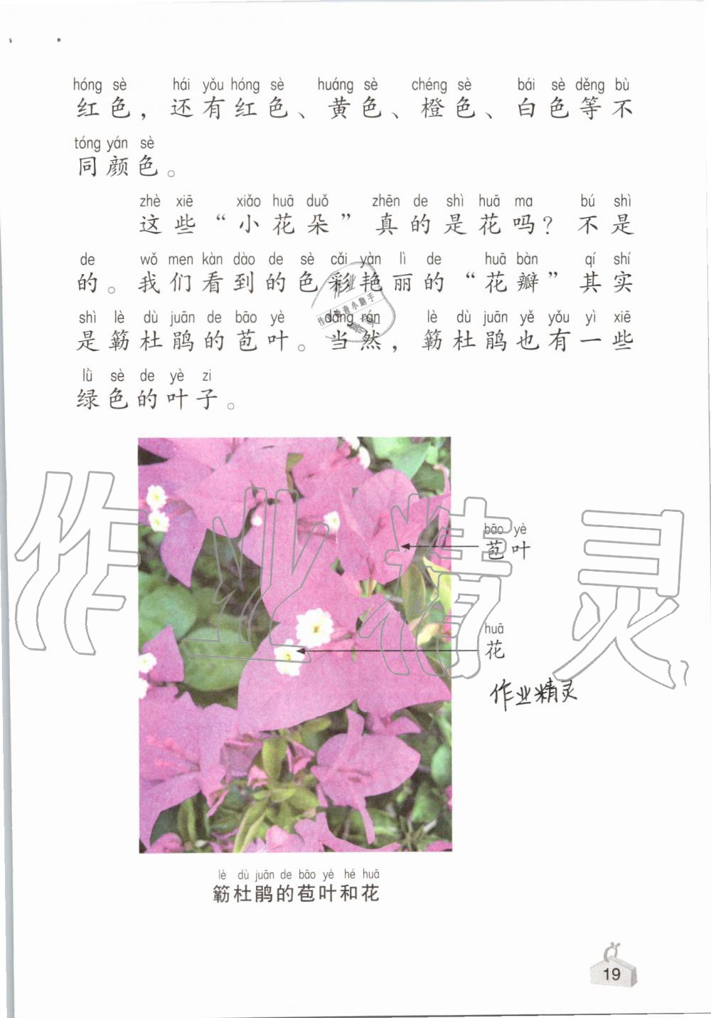 2019年知識與能力訓(xùn)練一年級科學(xué)上冊教科版 第19頁