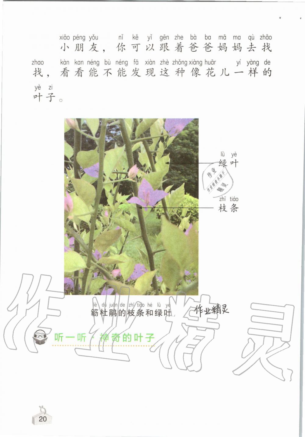 2019年知识与能力训练一年级科学上册教科版 第20页