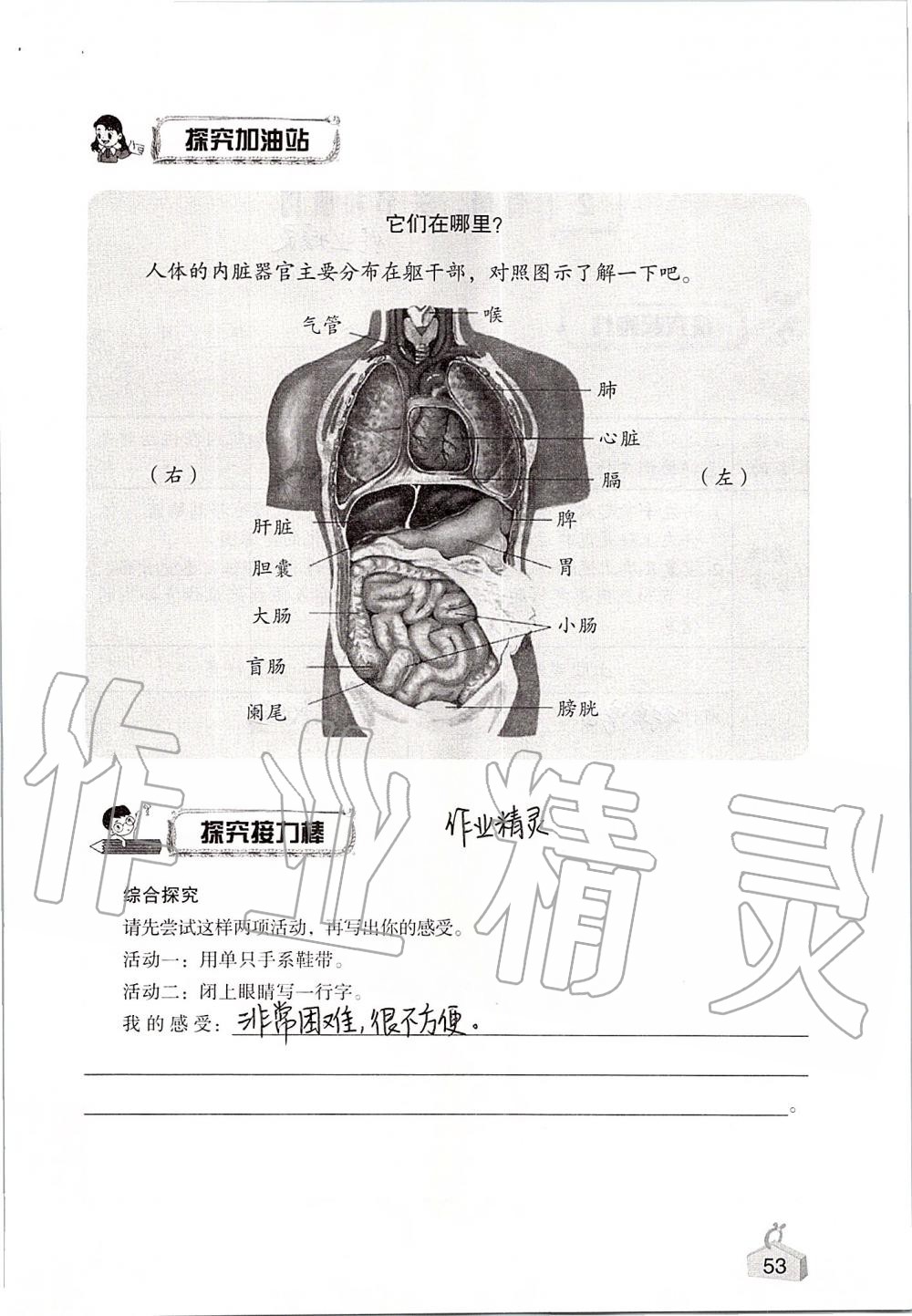 2019年知识与能力训练四年级科学上册教科版 第53页