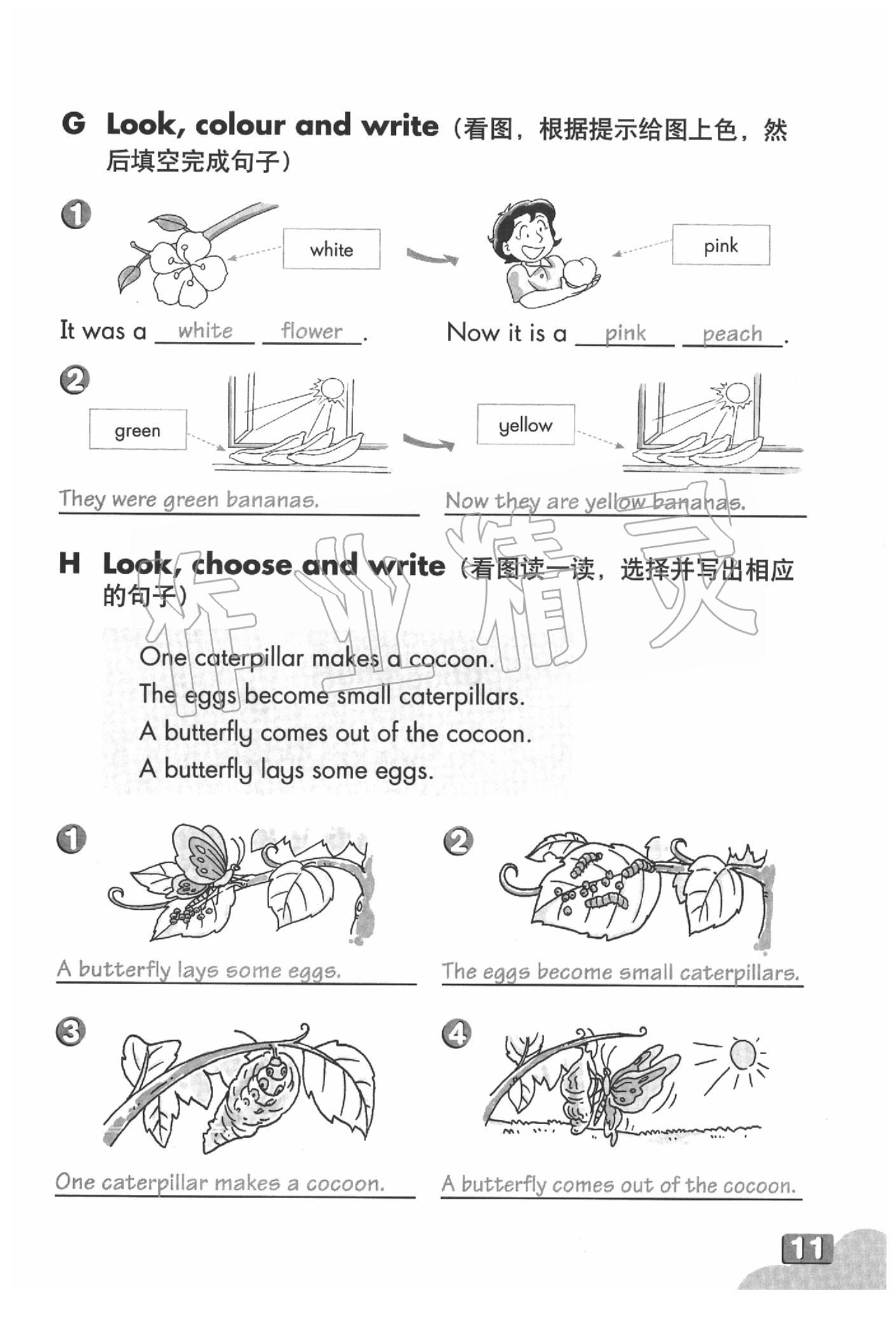 2020年英語練習(xí)部分五年級第二學(xué)期牛津上海版 參考答案第11頁