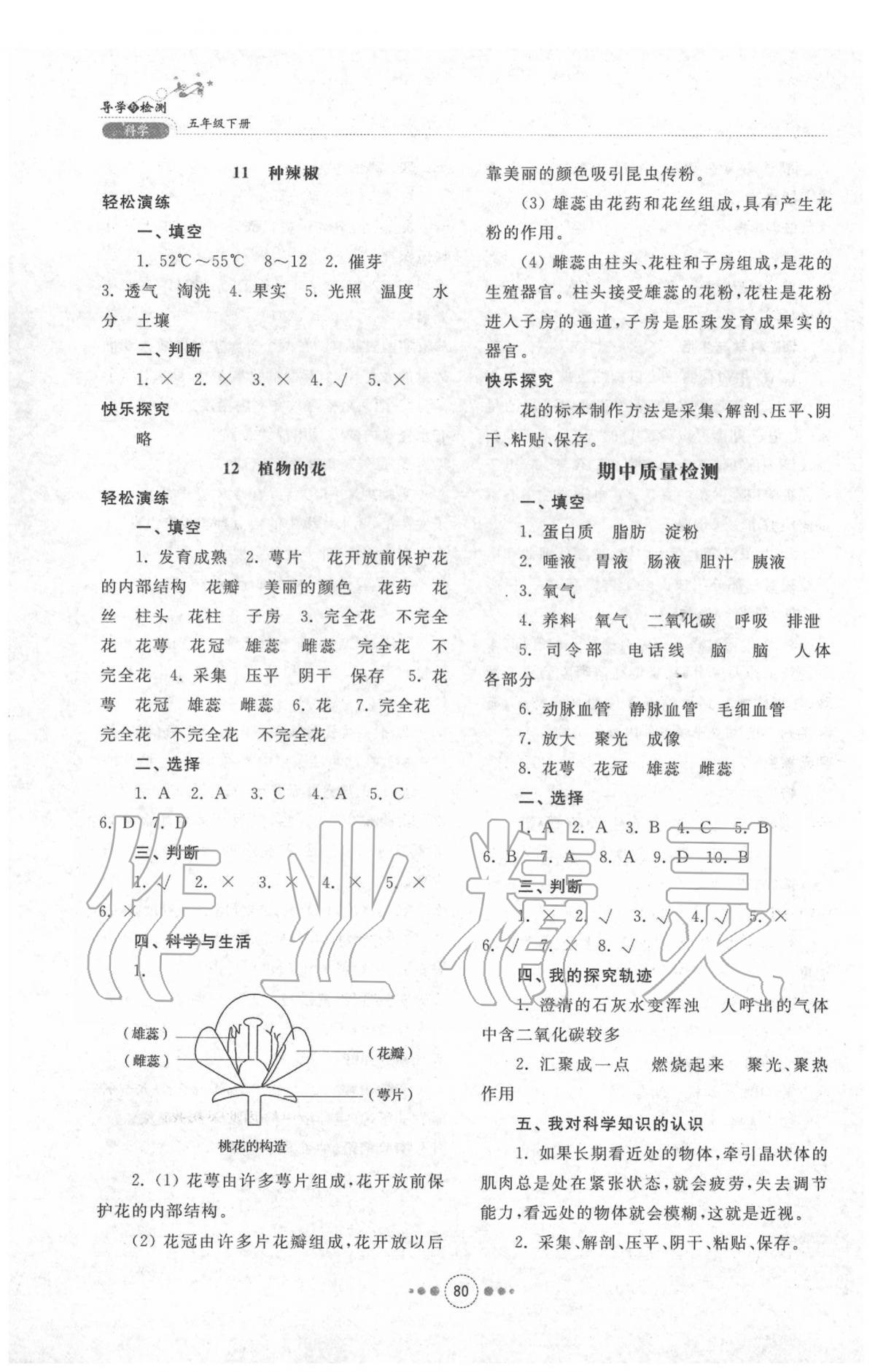 2020年導學與檢測五年級科學下冊青島版 參考答案第4頁