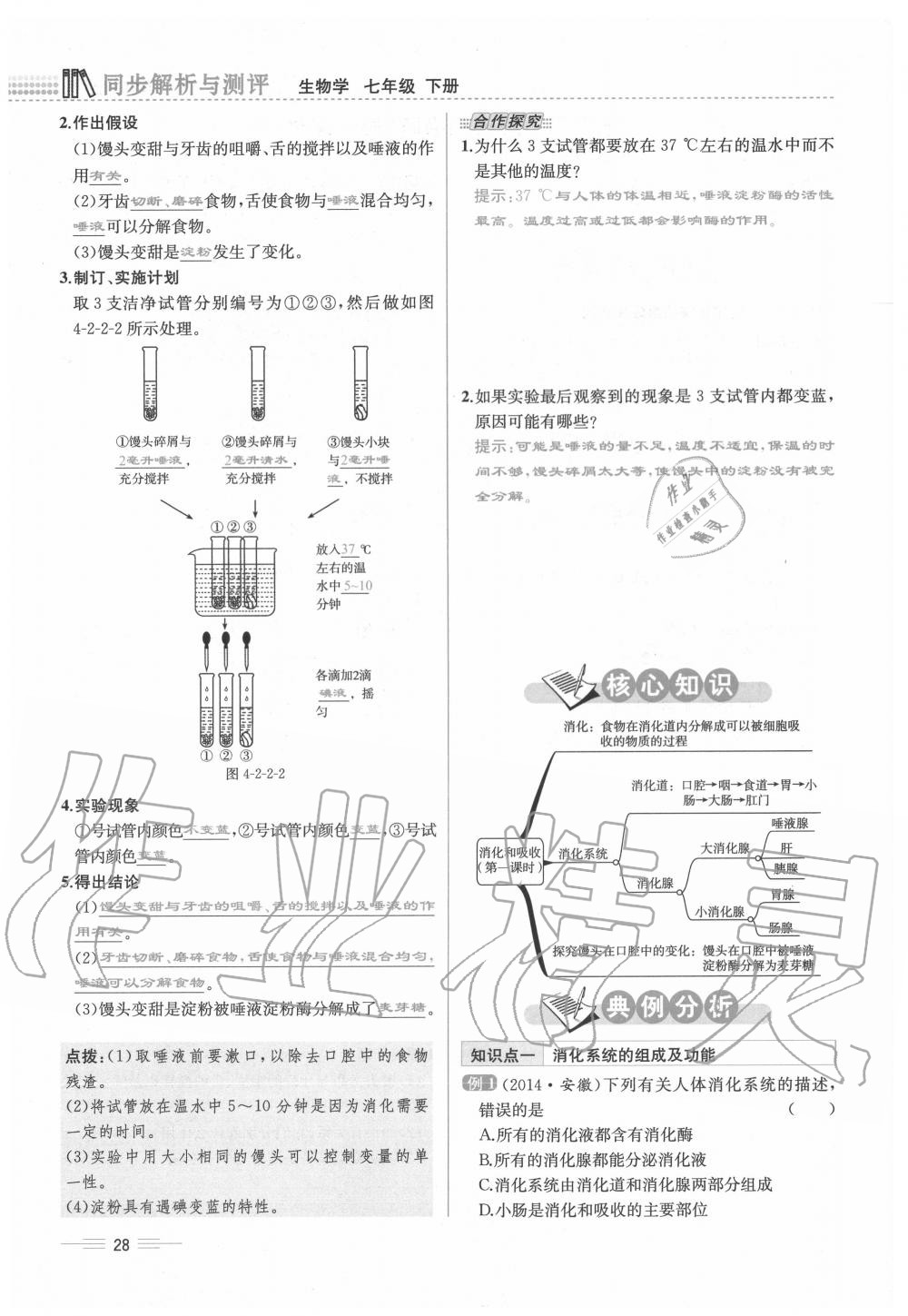 2020年人教金學典同步解析與測評七年級生物下冊人教版云南專版 第28頁