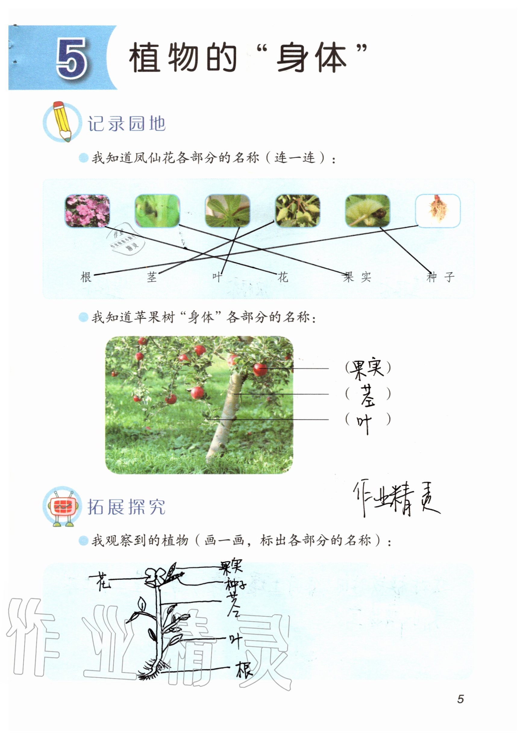 2020年科學(xué)學(xué)生活動手冊三年級上冊青島版 參考答案第5頁