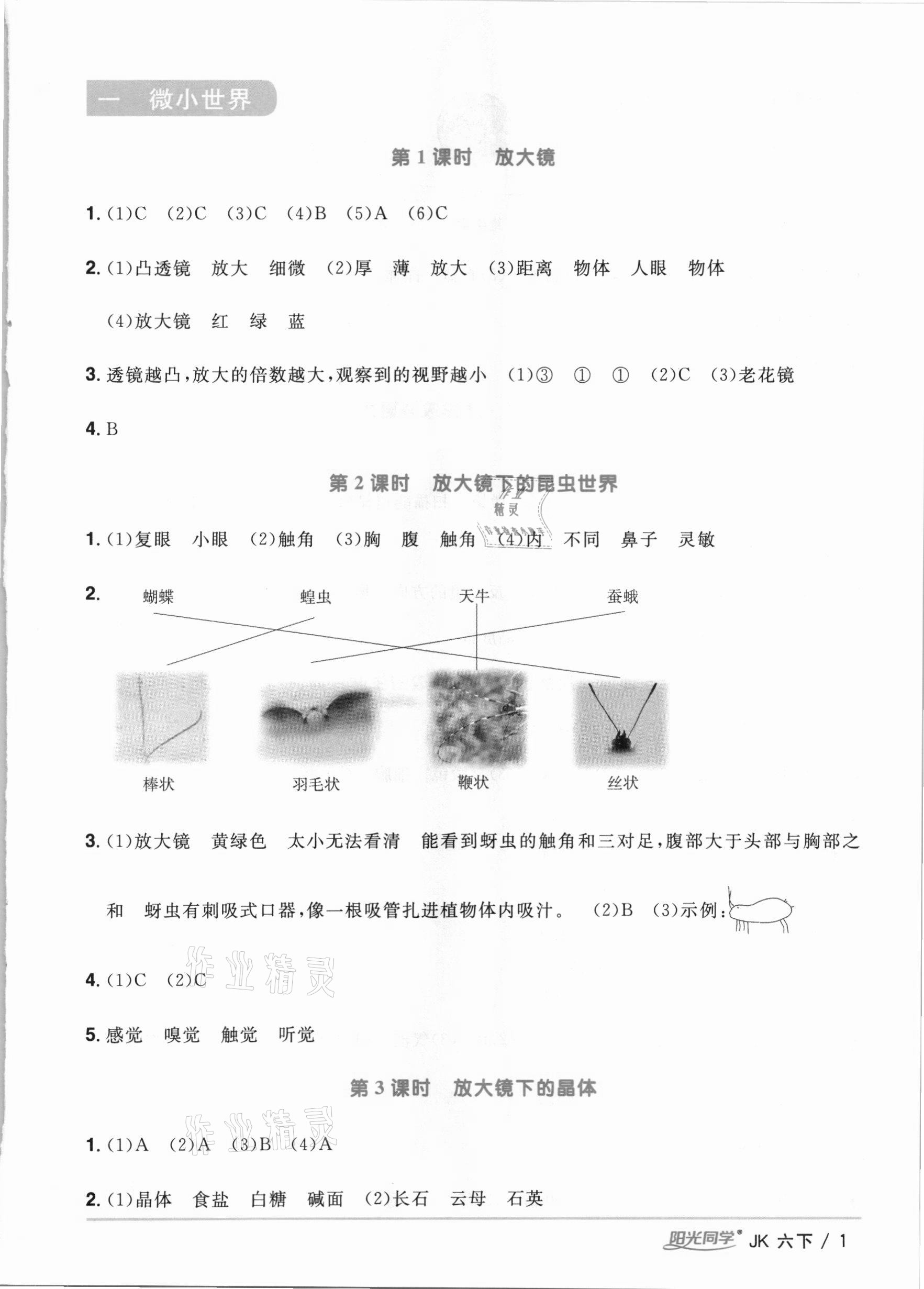 2021年陽(yáng)光同學(xué)課時(shí)優(yōu)化作業(yè)六年級(jí)科學(xué)下冊(cè)教科版 參考答案第1頁(yè)