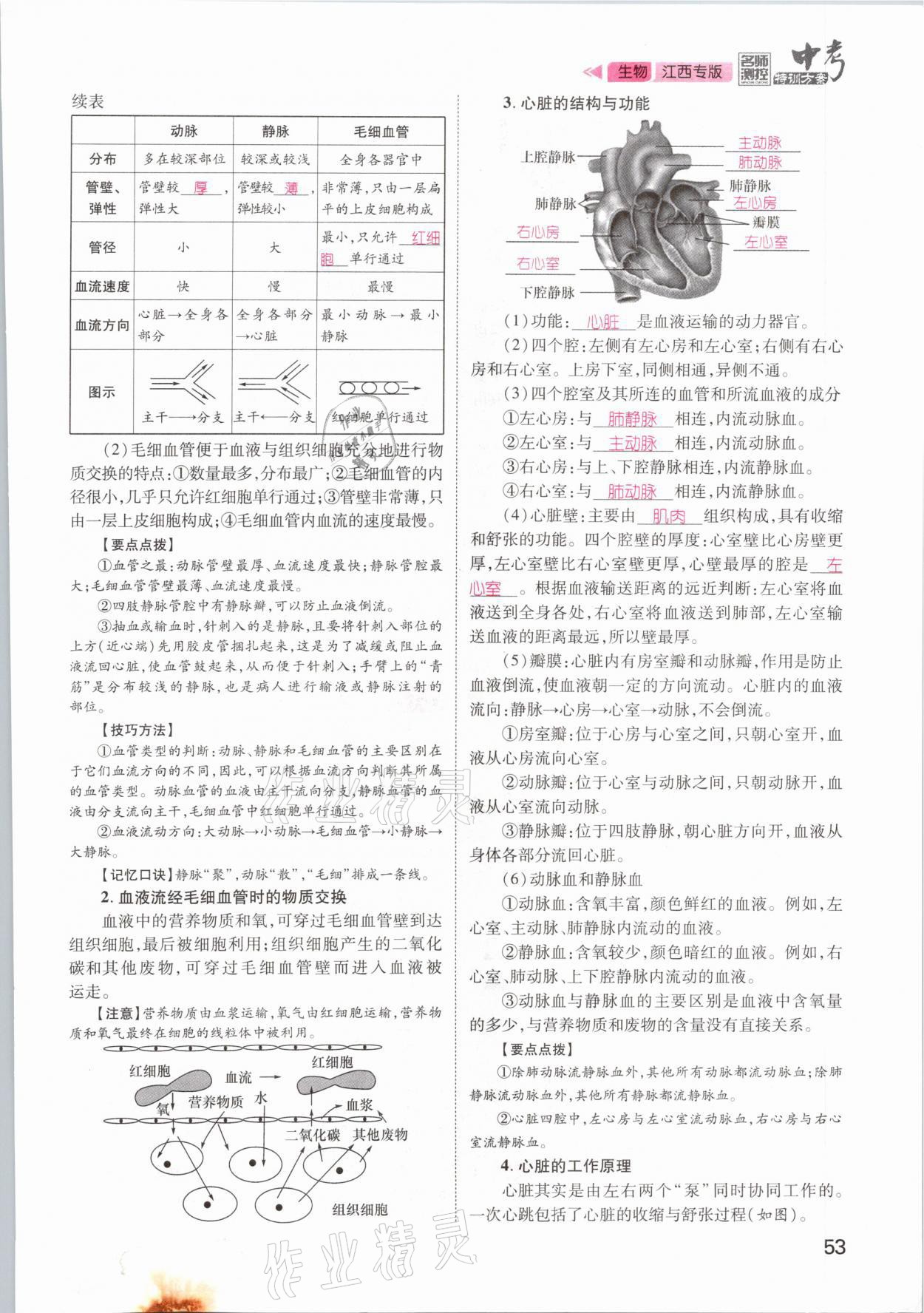 2021年名師測控中考特訓方案生物江西專版 參考答案第53頁