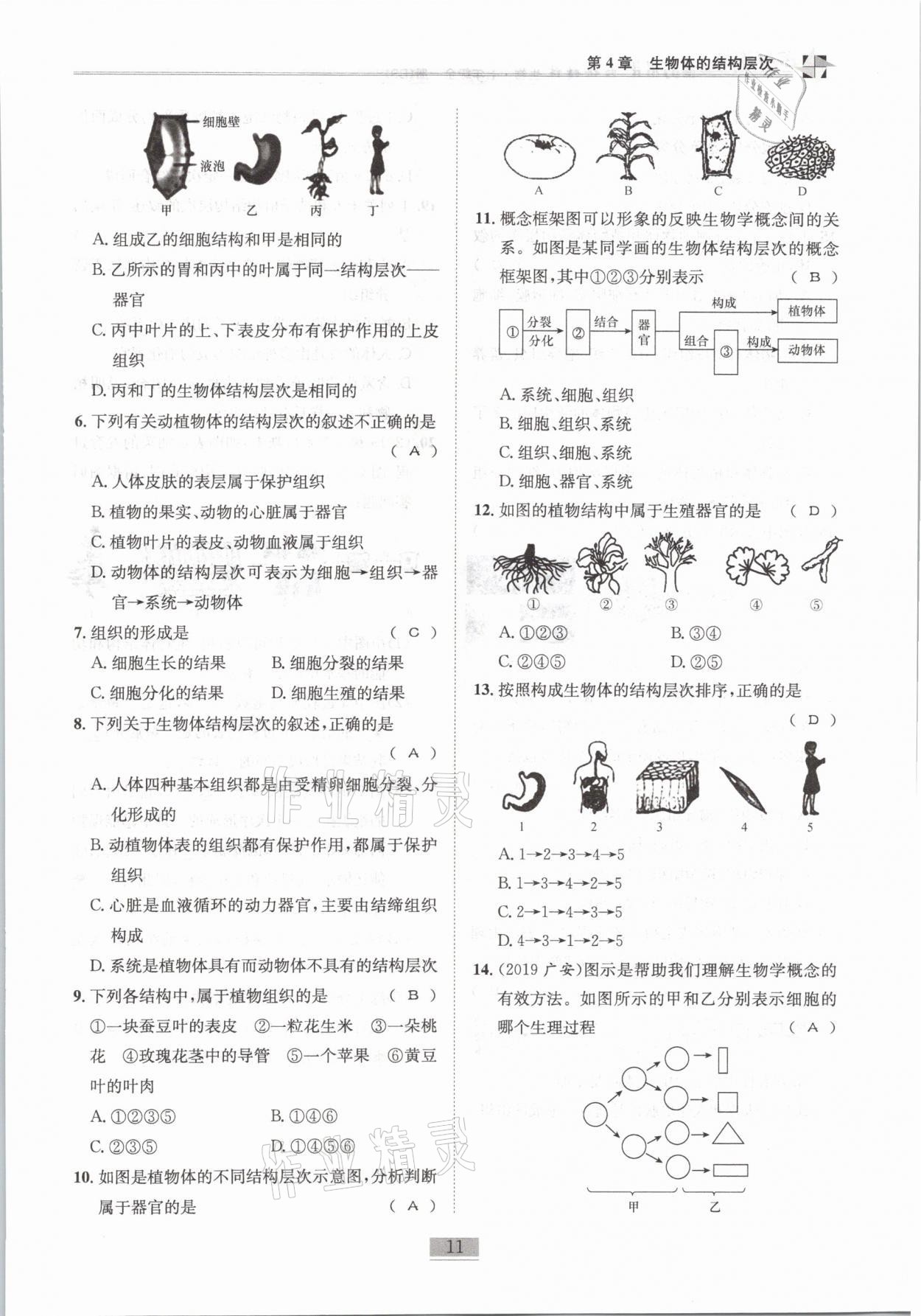 2021年名師課堂課時(shí)優(yōu)化精講精練七年級(jí)生物全一冊北師大版 第11頁