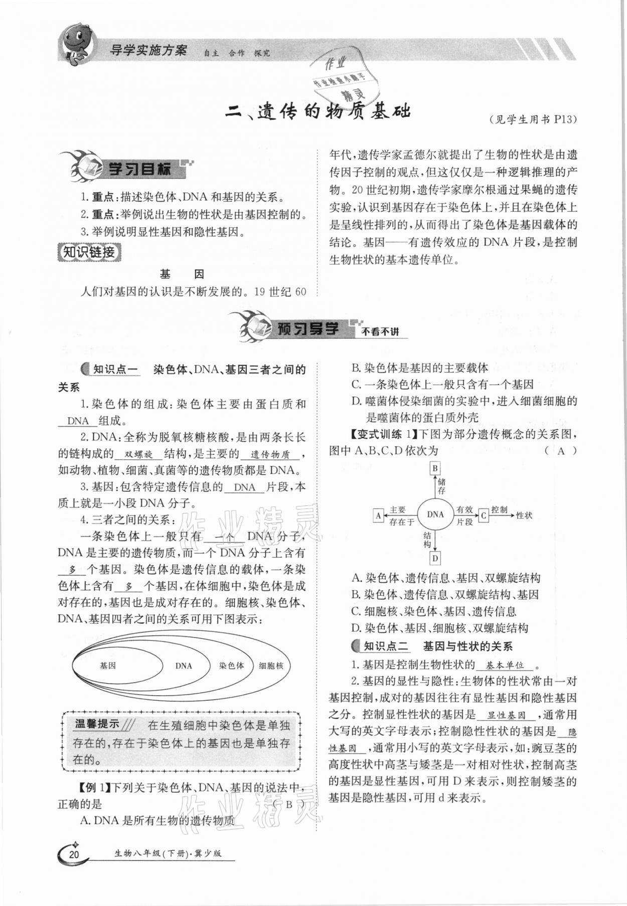 2021年金太陽導(dǎo)學(xué)案八年級(jí)生物下冊(cè)冀少版 參考答案第20頁