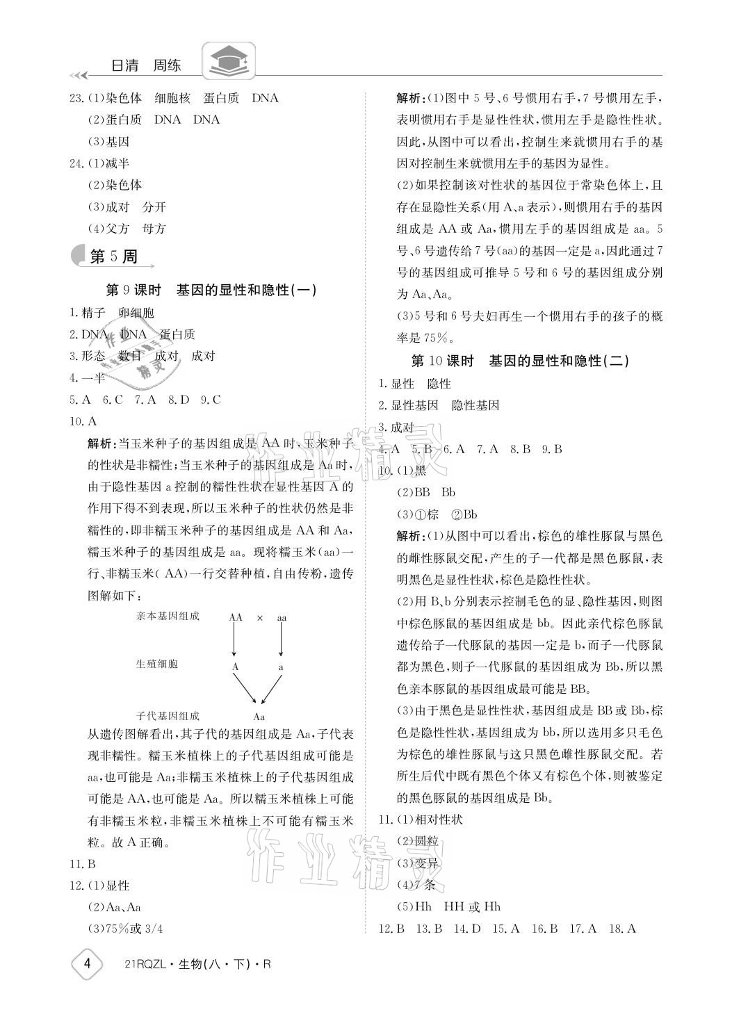 2021年日清周練八年級(jí)生物下冊(cè)人教版 參考答案第4頁(yè)