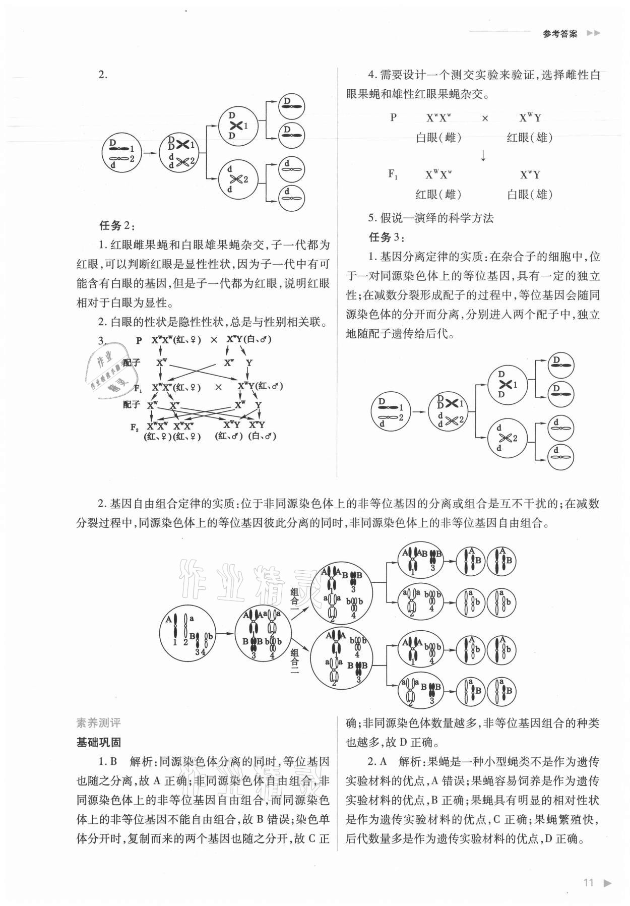 2021年普通高中新课程同步练习册生物必修2人教版 参考答案第11页