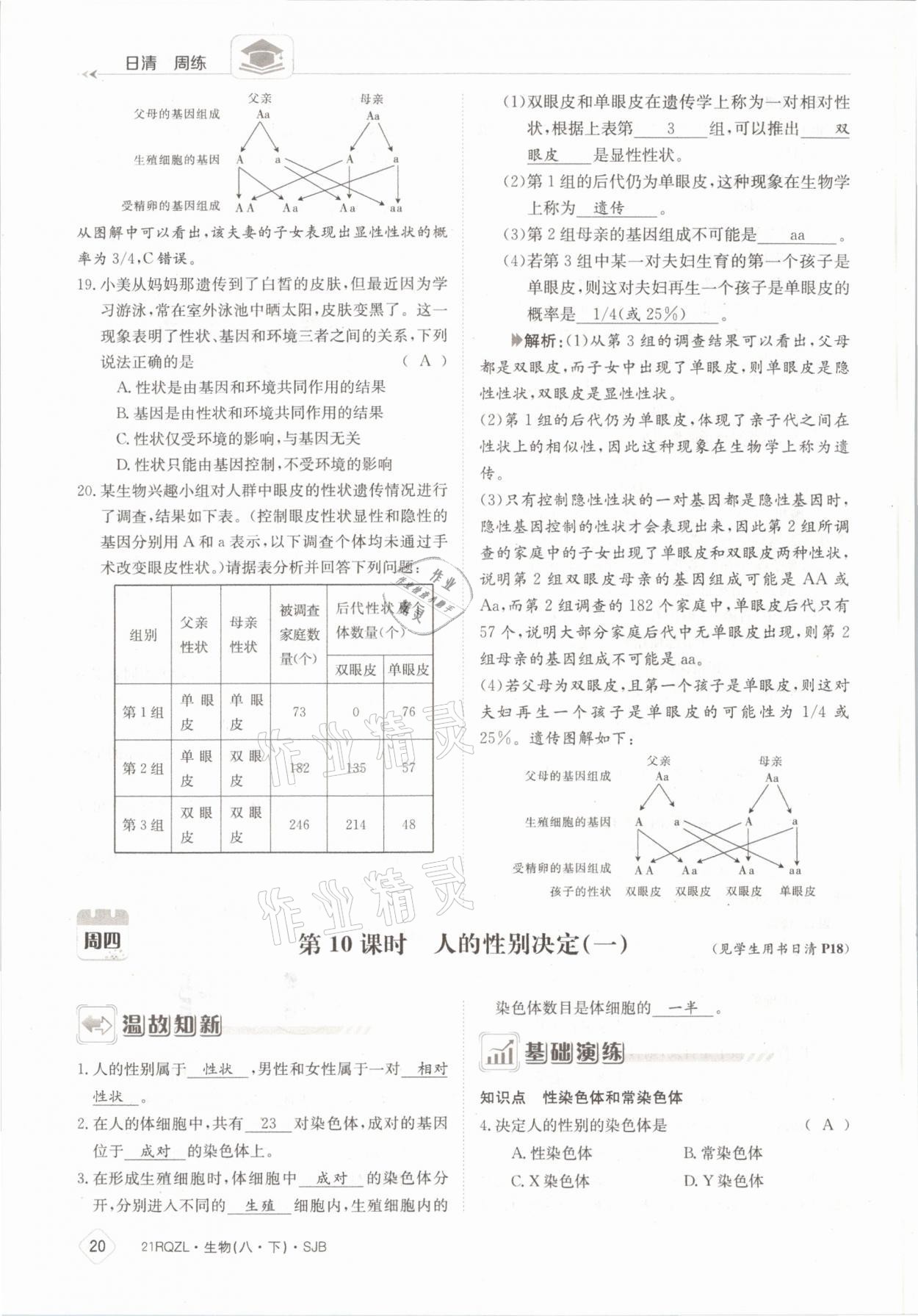 2021年日清周練八年級生物下冊蘇教版 參考答案第20頁