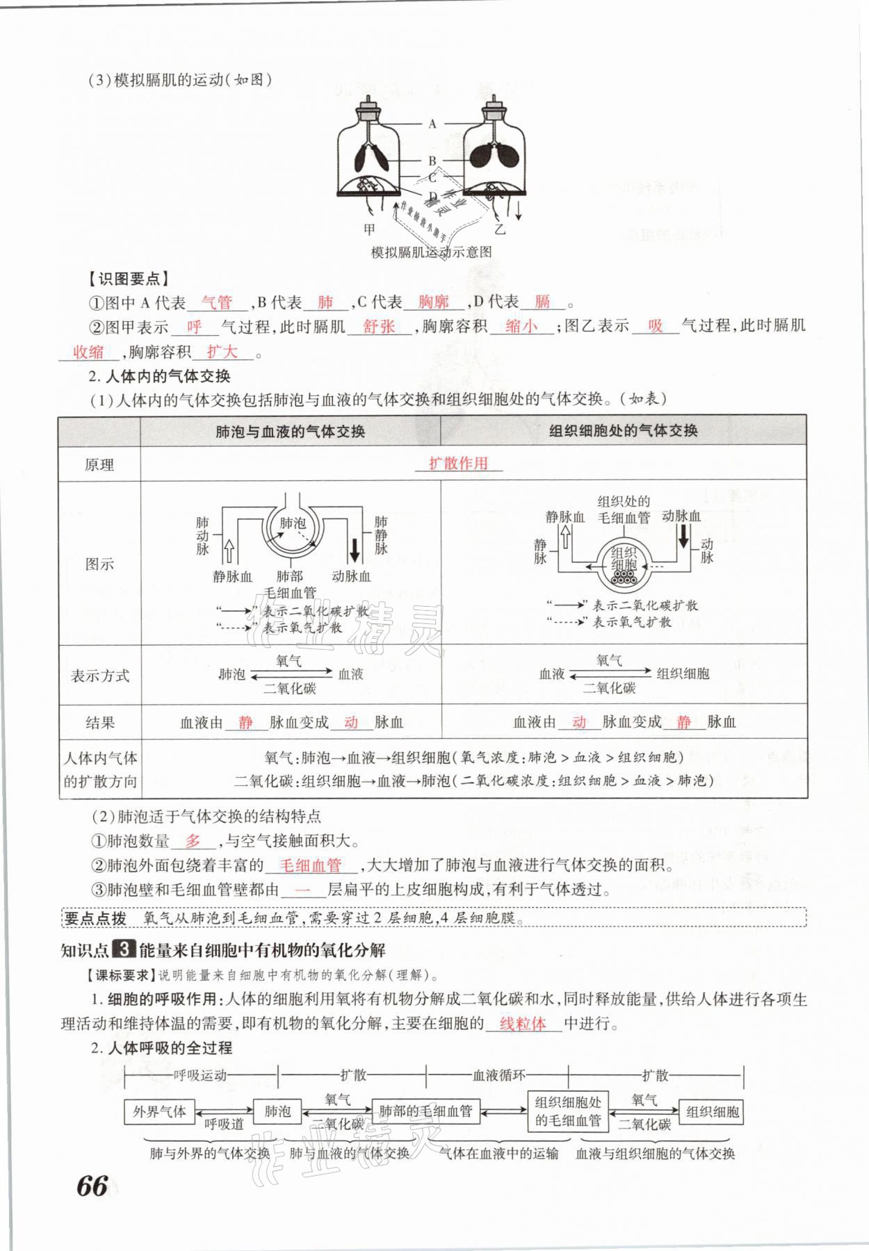 2021年領(lǐng)跑中考生物河南專版 參考答案第66頁