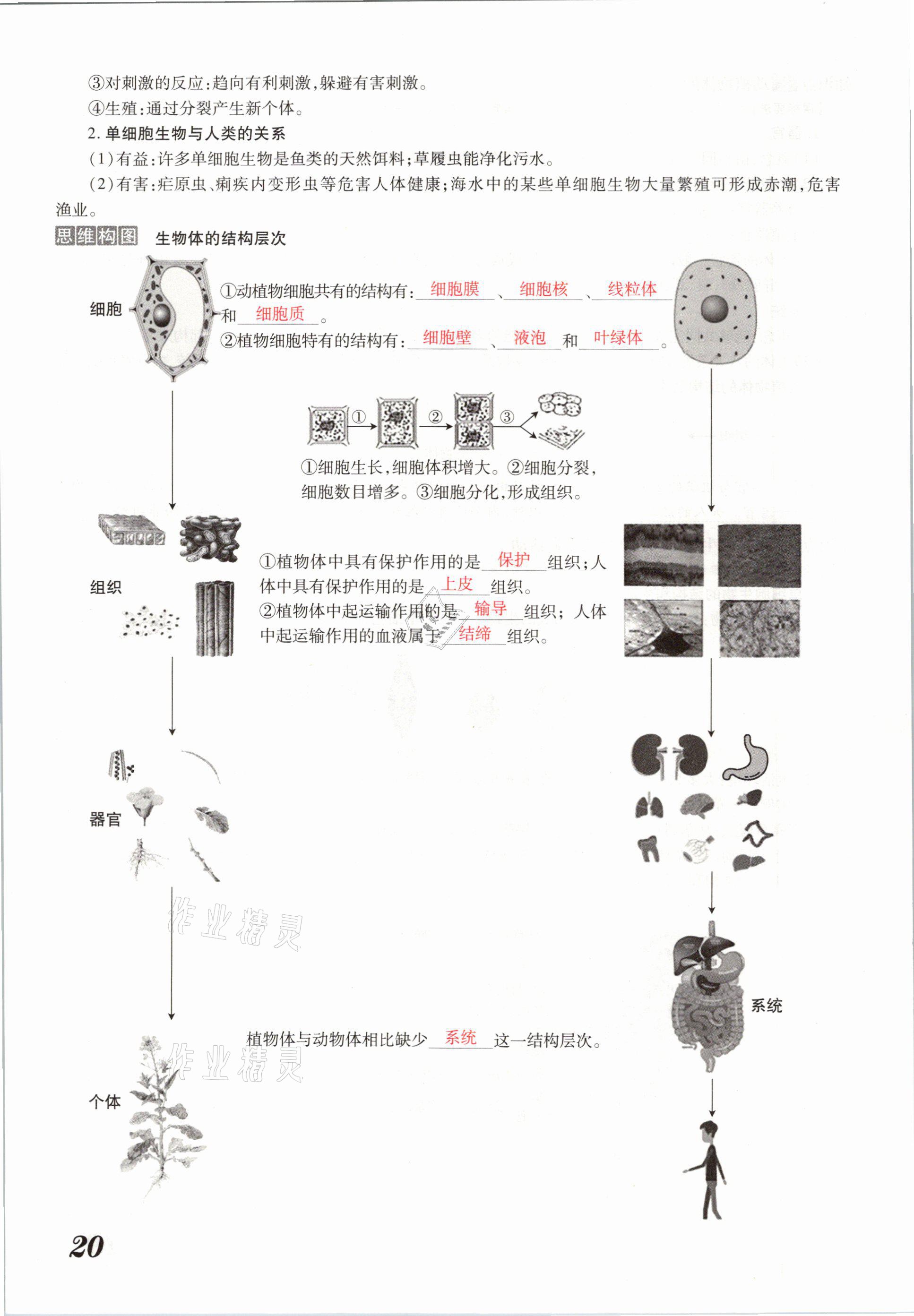 2021年領(lǐng)跑中考生物河南專版 參考答案第20頁