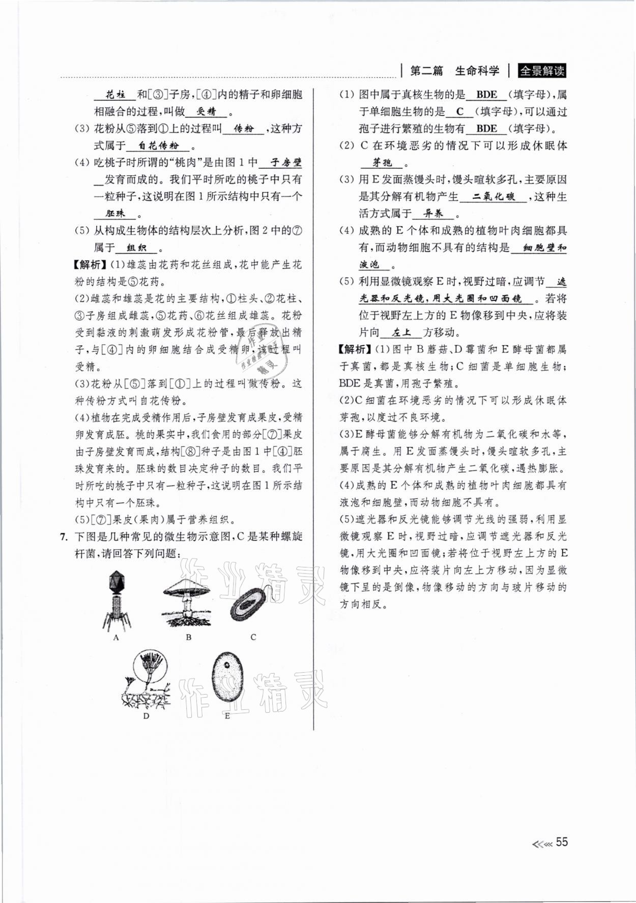 2021年中考復(fù)習(xí)全景解讀科學(xué)浙教版 參考答案第54頁