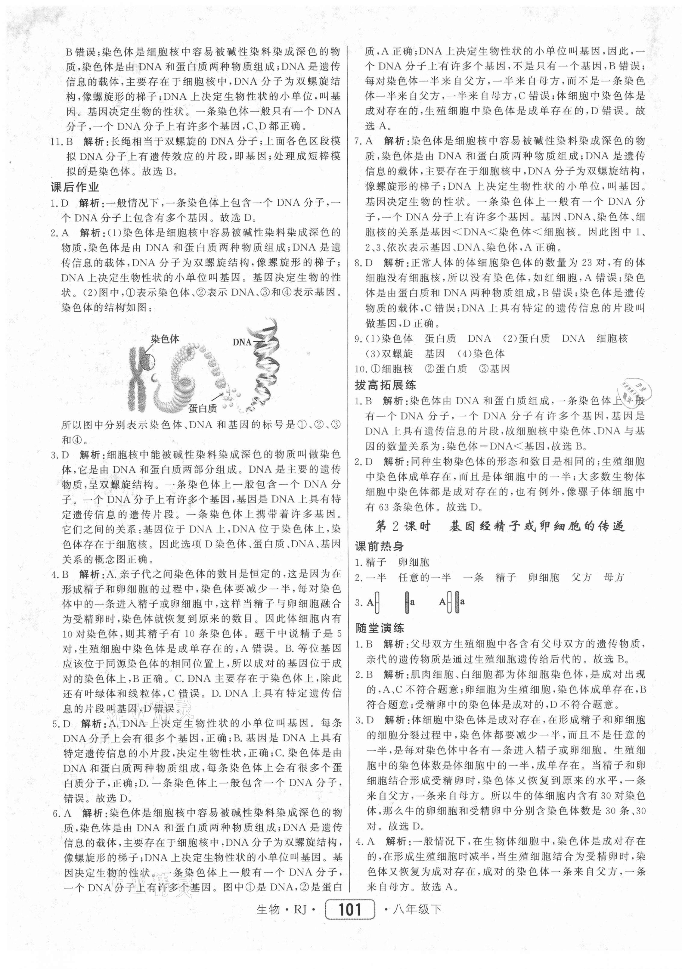 2021年紅對勾45分鐘作業(yè)與單元評估八年級生物下冊人教版 參考答案第9頁