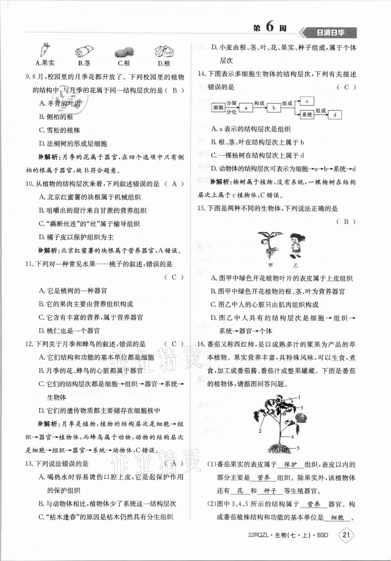 2021年日清周練七年級(jí)生物上冊(cè)北師大版 參考答案第21頁(yè)