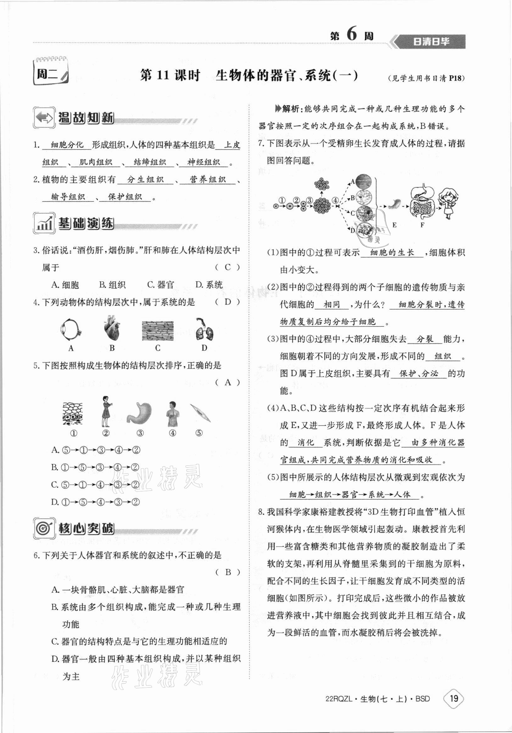 2021年日清周练七年级生物上册北师大版 参考答案第19页