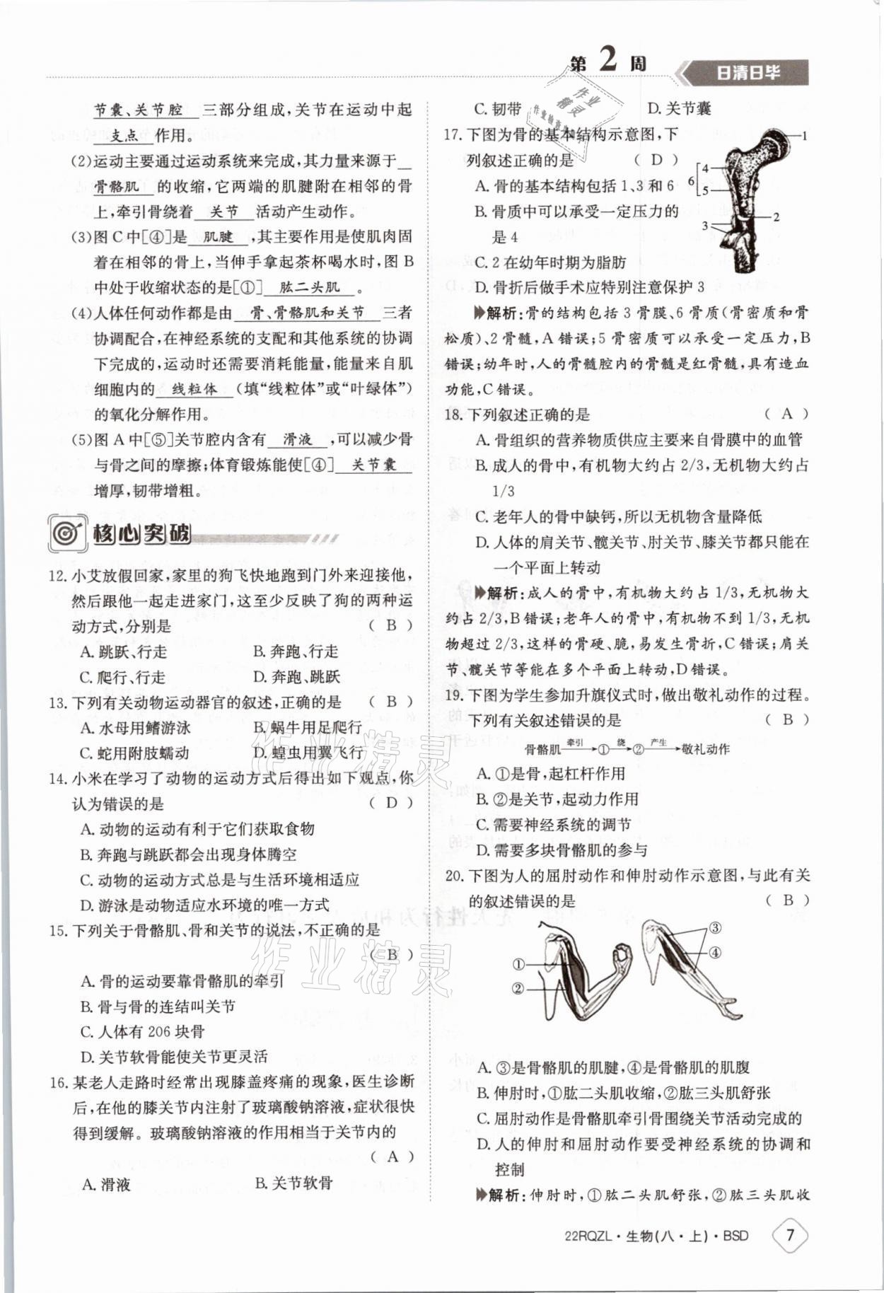 2021年日清周練八年級生物上冊北師大版 參考答案第11頁