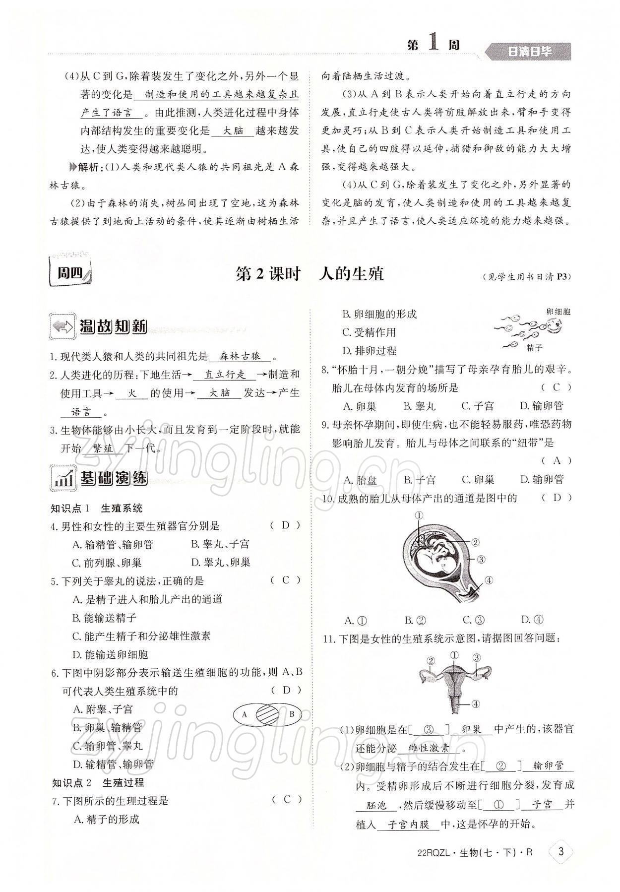 2022年日清周練七年級生物下冊人教版 參考答案第3頁