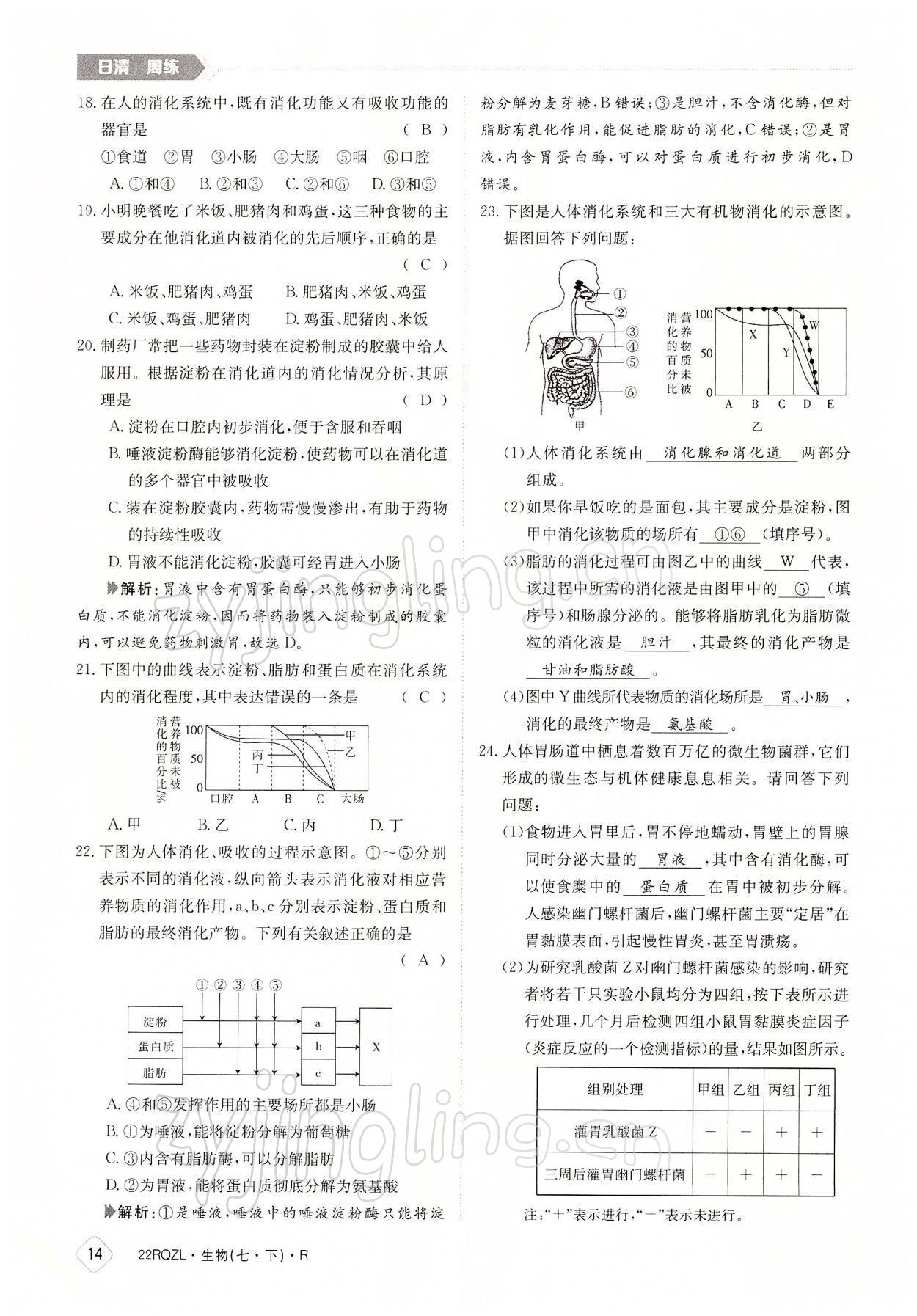 2022年日清周練七年級(jí)生物下冊(cè)人教版 參考答案第14頁