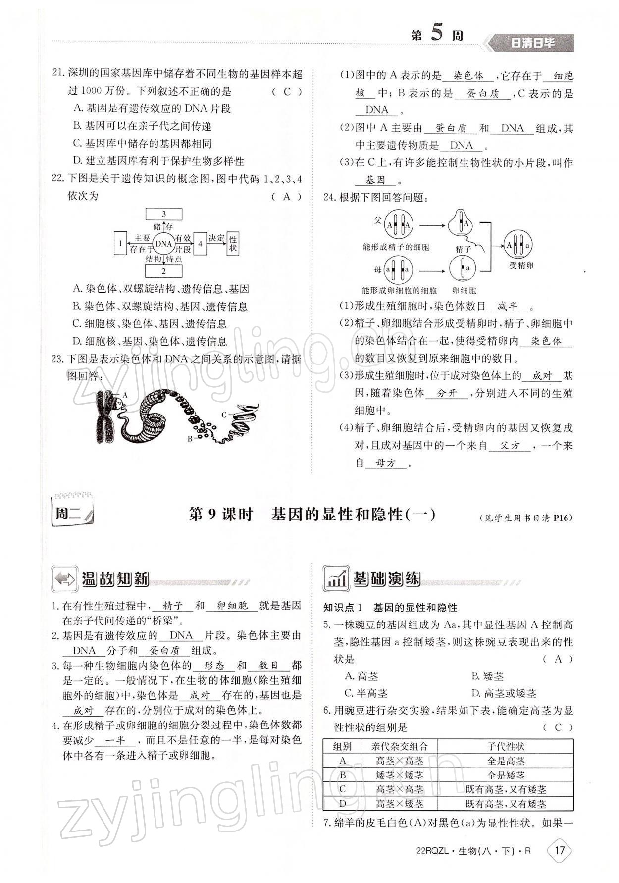 2022年日清周練八年級(jí)生物下冊(cè)人教版 參考答案第17頁(yè)