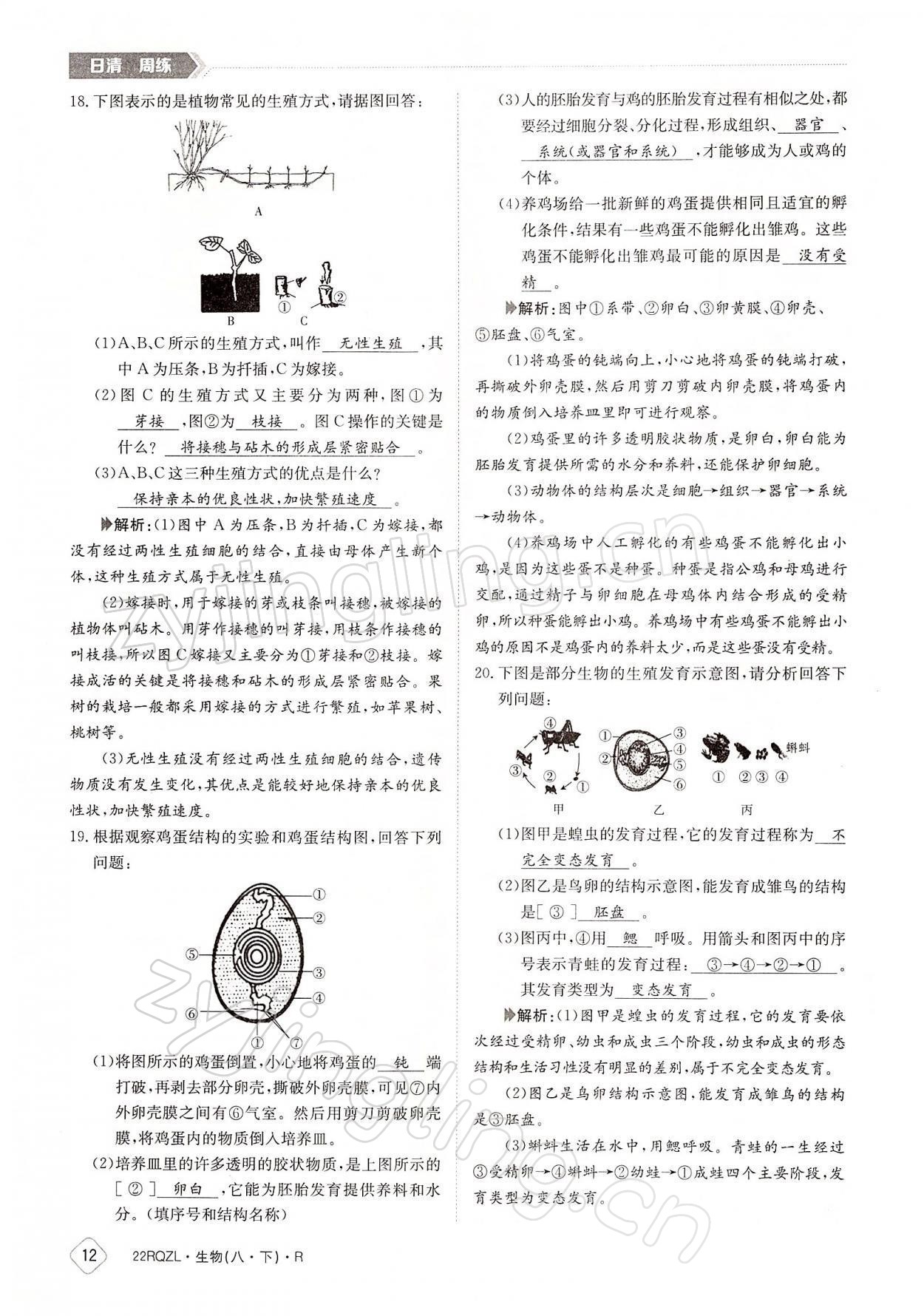 2022年日清周練八年級生物下冊人教版 參考答案第12頁