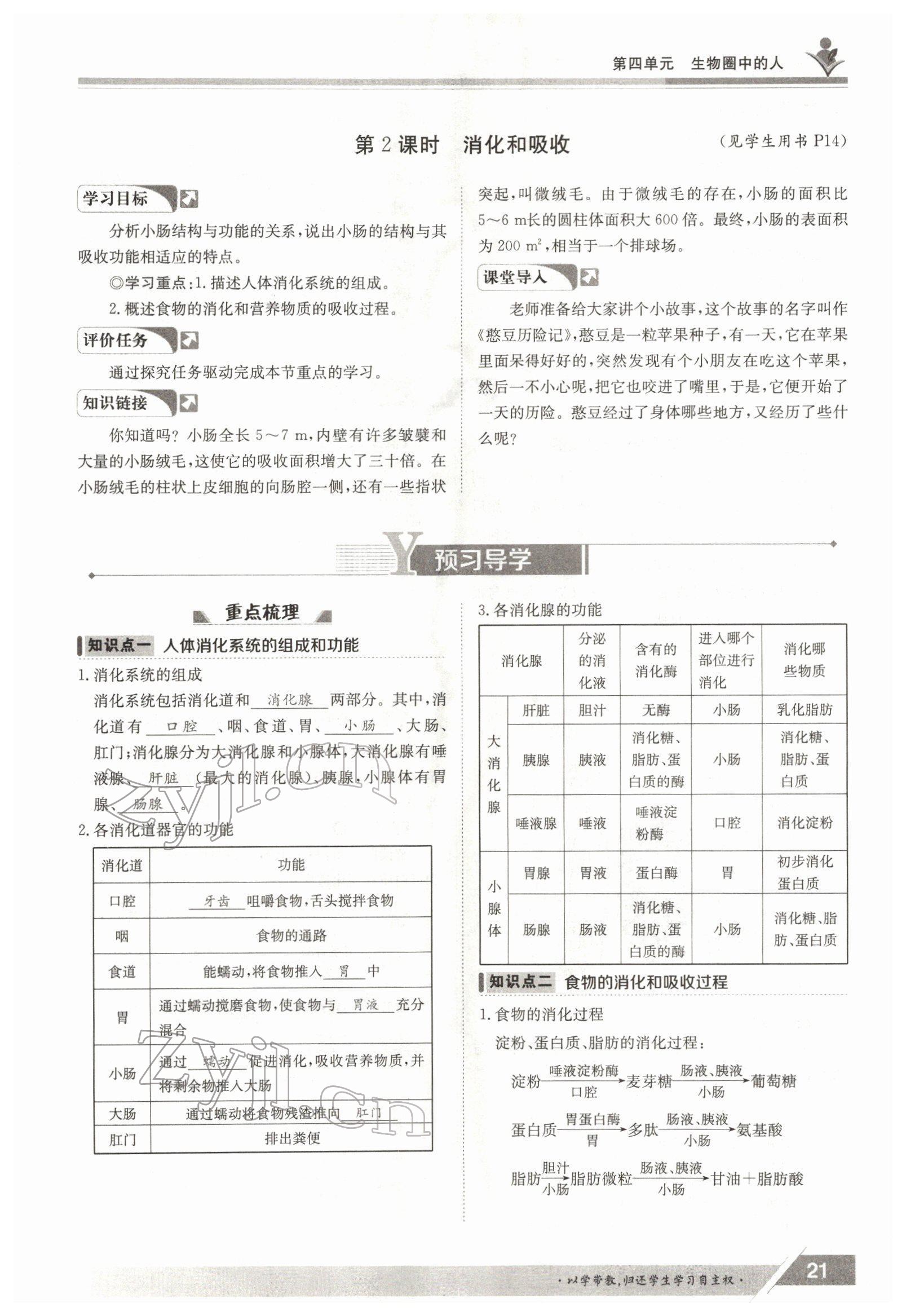 2022年三段六步導學案七年級生物下冊人教版 參考答案第21頁