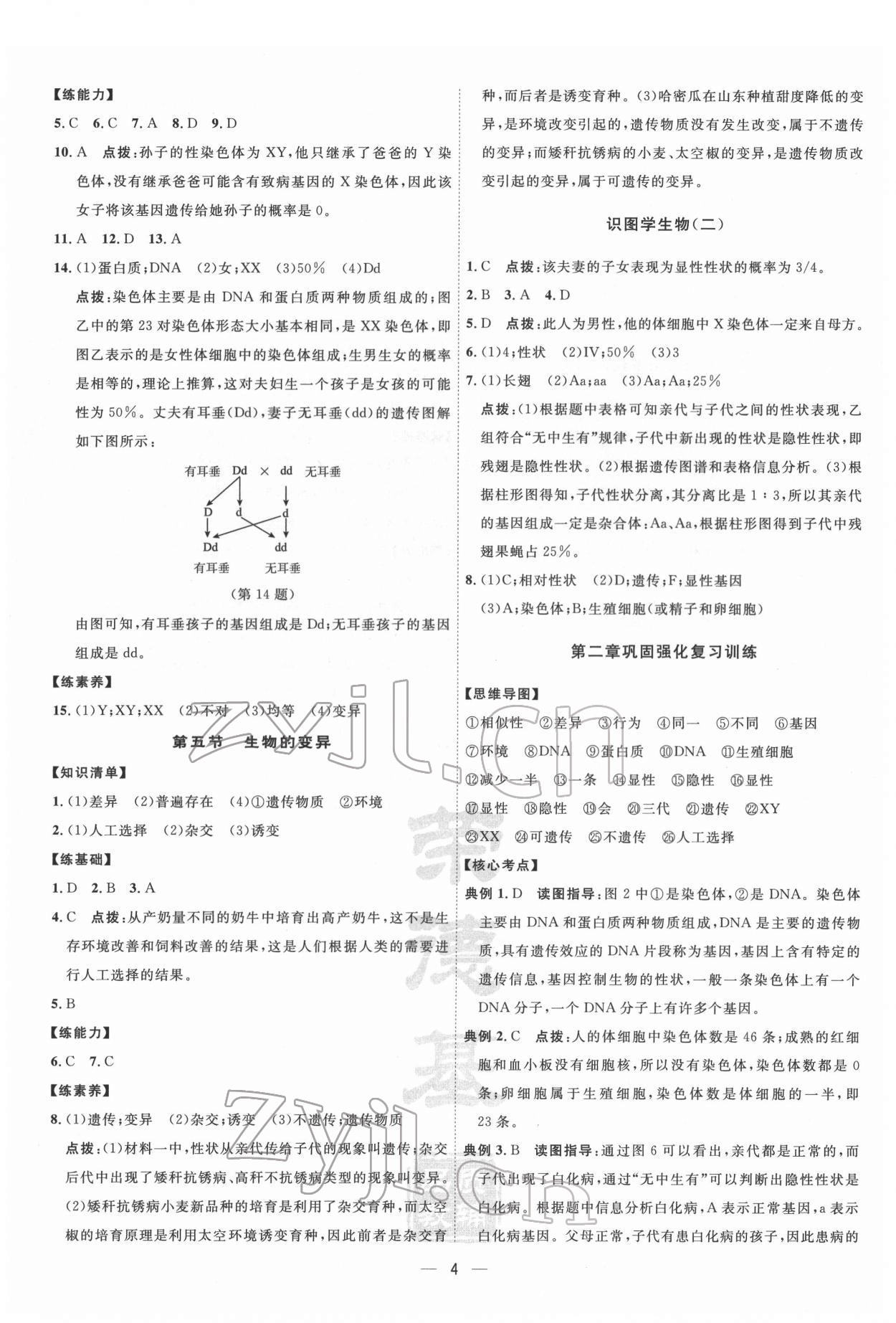 2022年點(diǎn)撥訓(xùn)練八年級(jí)生物下冊(cè)人教版 參考答案第4頁