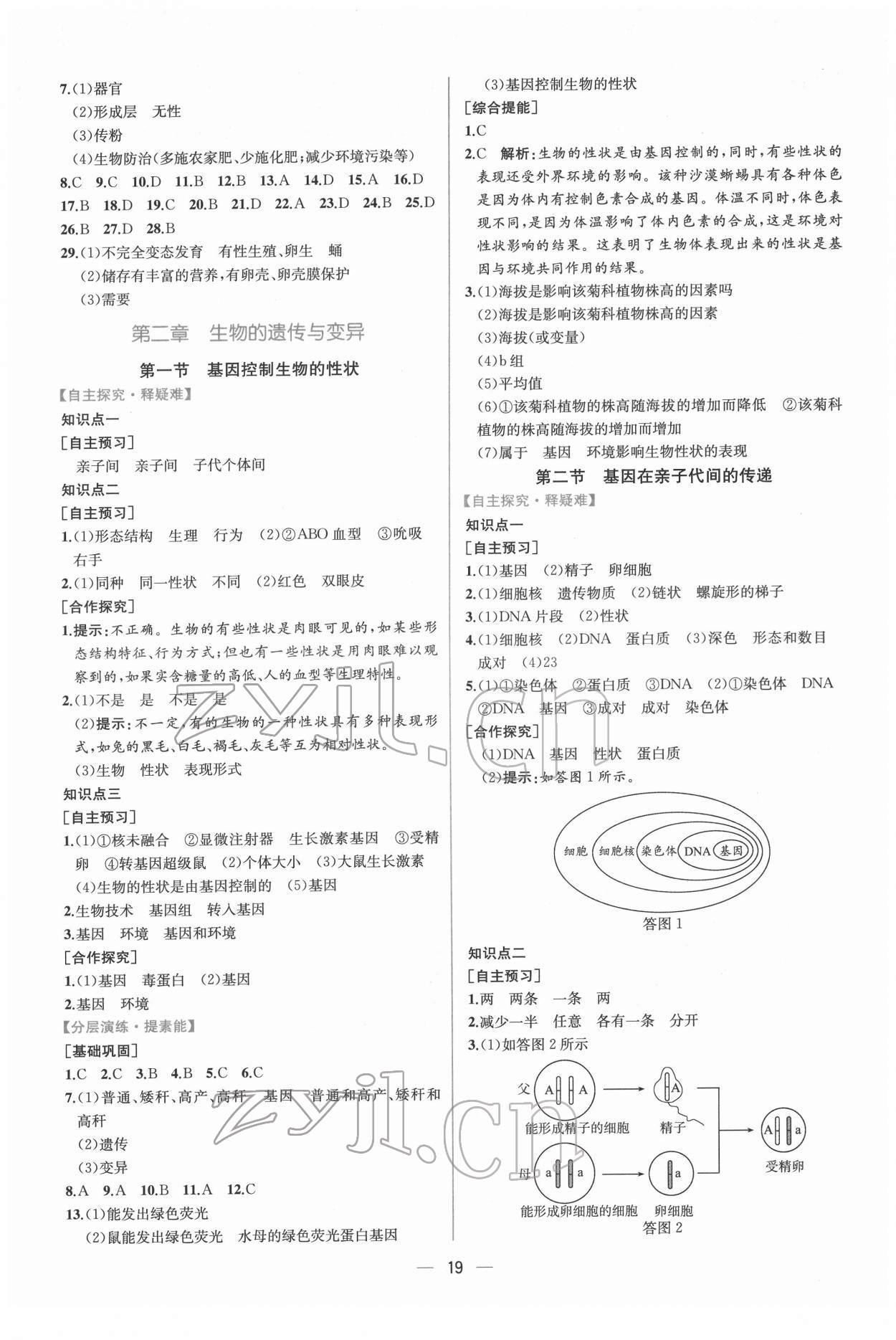 2022年同步導(dǎo)學(xué)案課時(shí)練八年級(jí)生物下冊(cè)人教版 第3頁