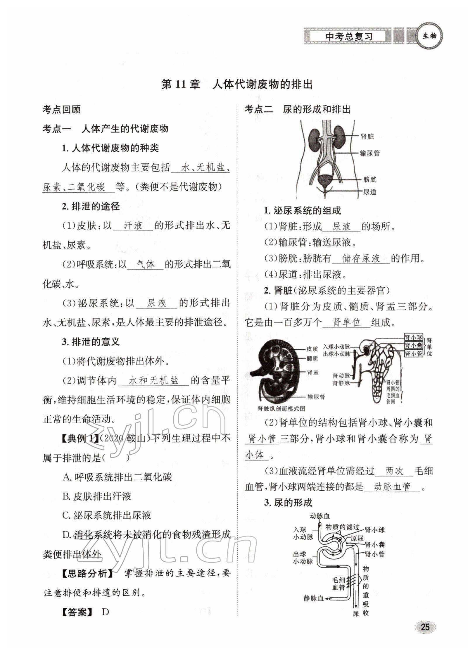 2022年中考總復(fù)習(xí)長江出版社生物 參考答案第25頁