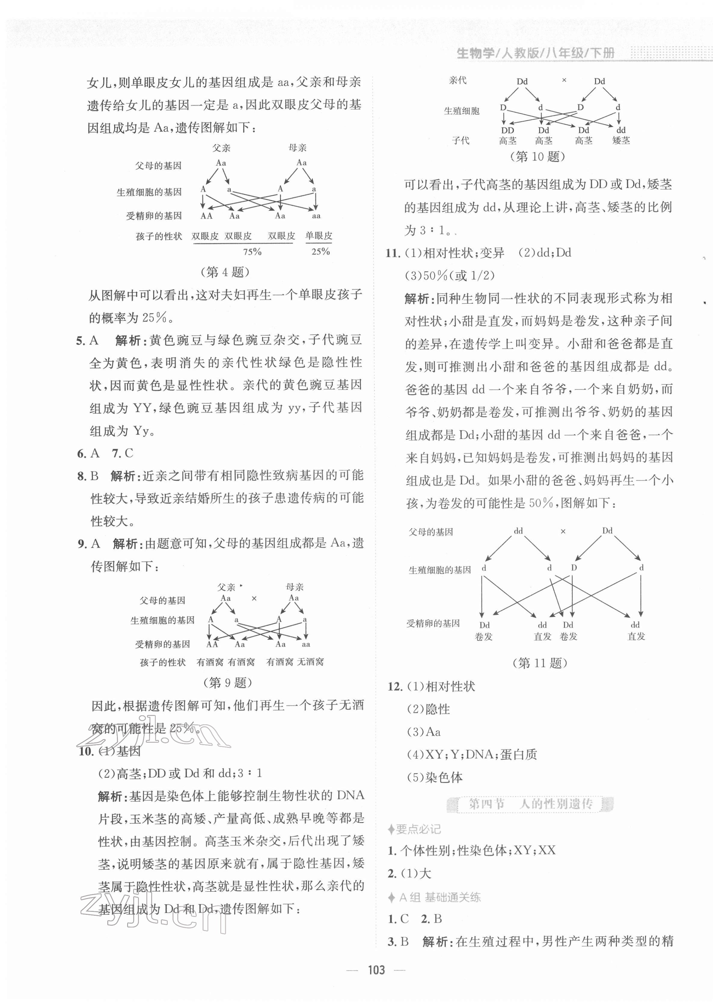 2022年新編基礎(chǔ)訓練八年級生物下冊人教版 第7頁