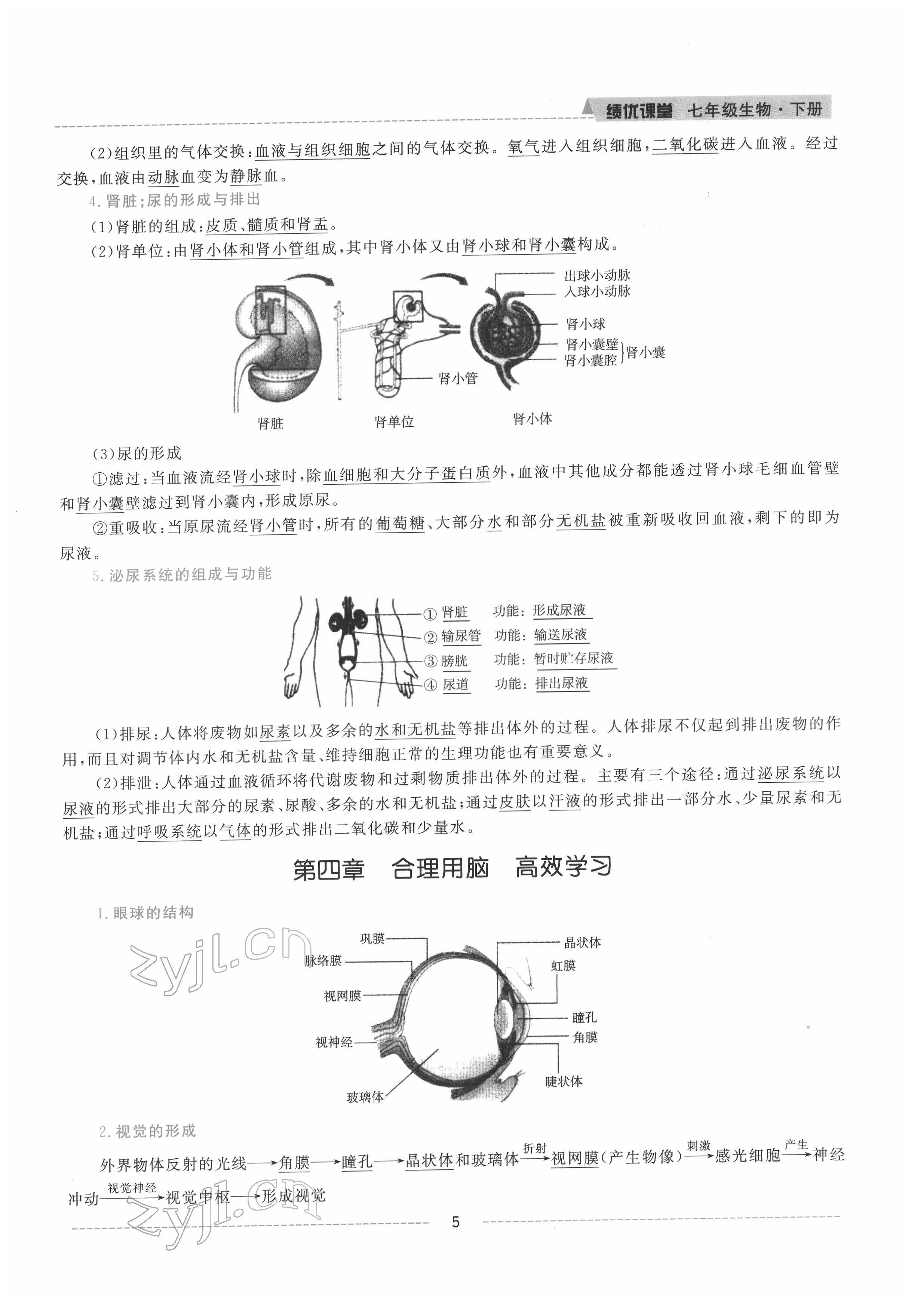 2022年績(jī)優(yōu)課堂高效提升滿分備考七年級(jí)生物下冊(cè)冀少版 參考答案第5頁