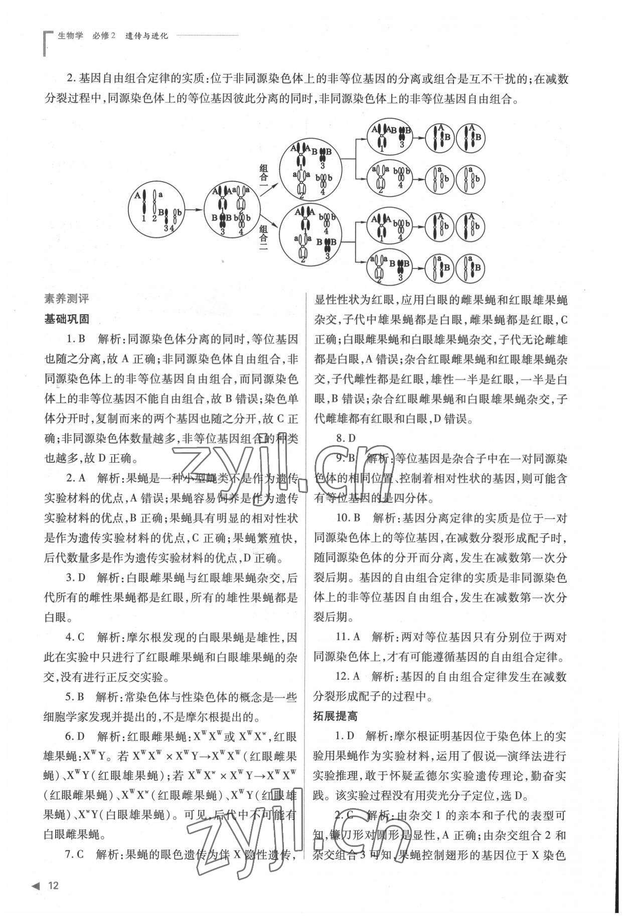 2022年普通高中新課程同步練習(xí)冊高中生物必修2人教版 參考答案第12頁