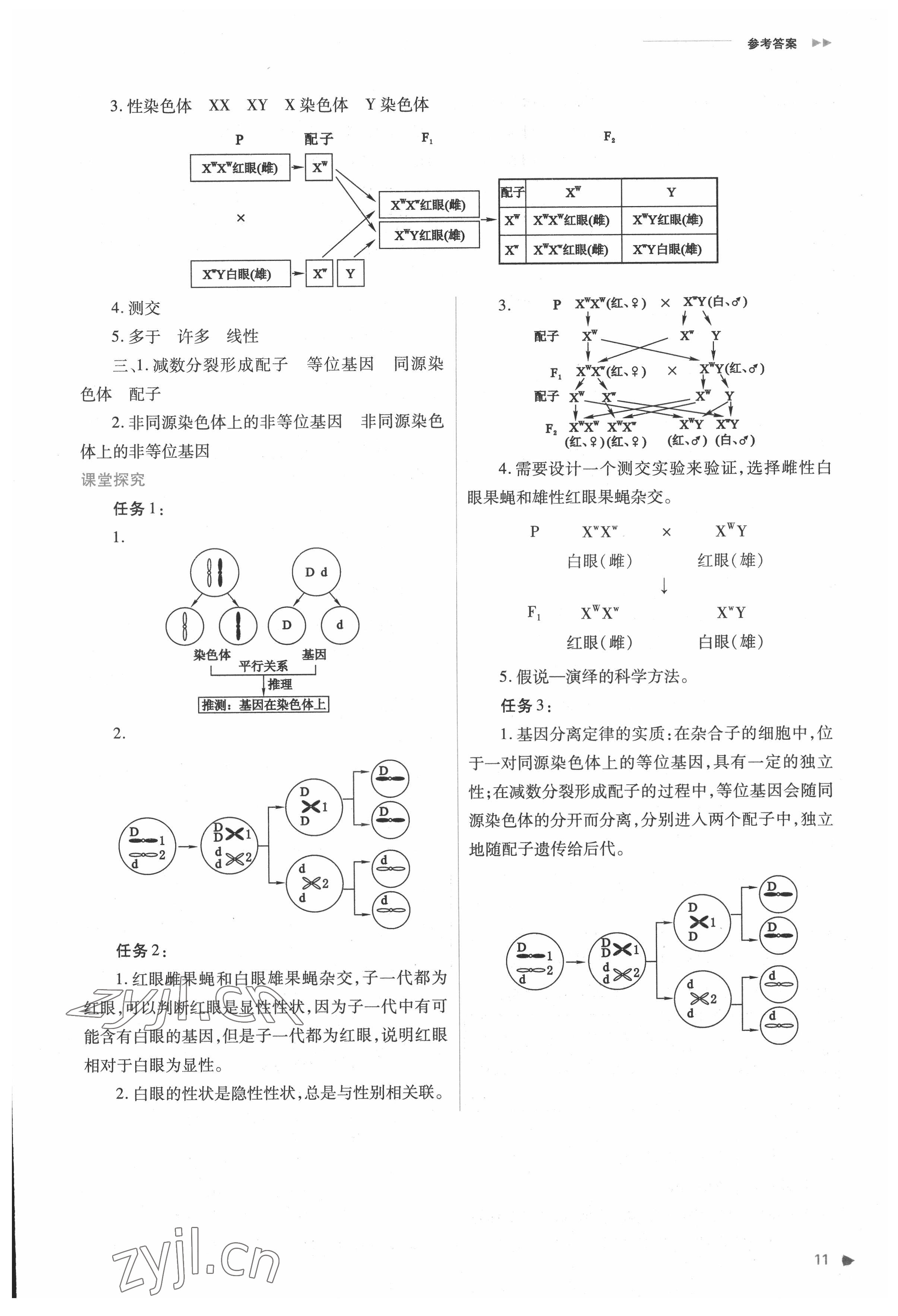 2022年普通高中新課程同步練習冊高中生物必修2人教版 參考答案第11頁