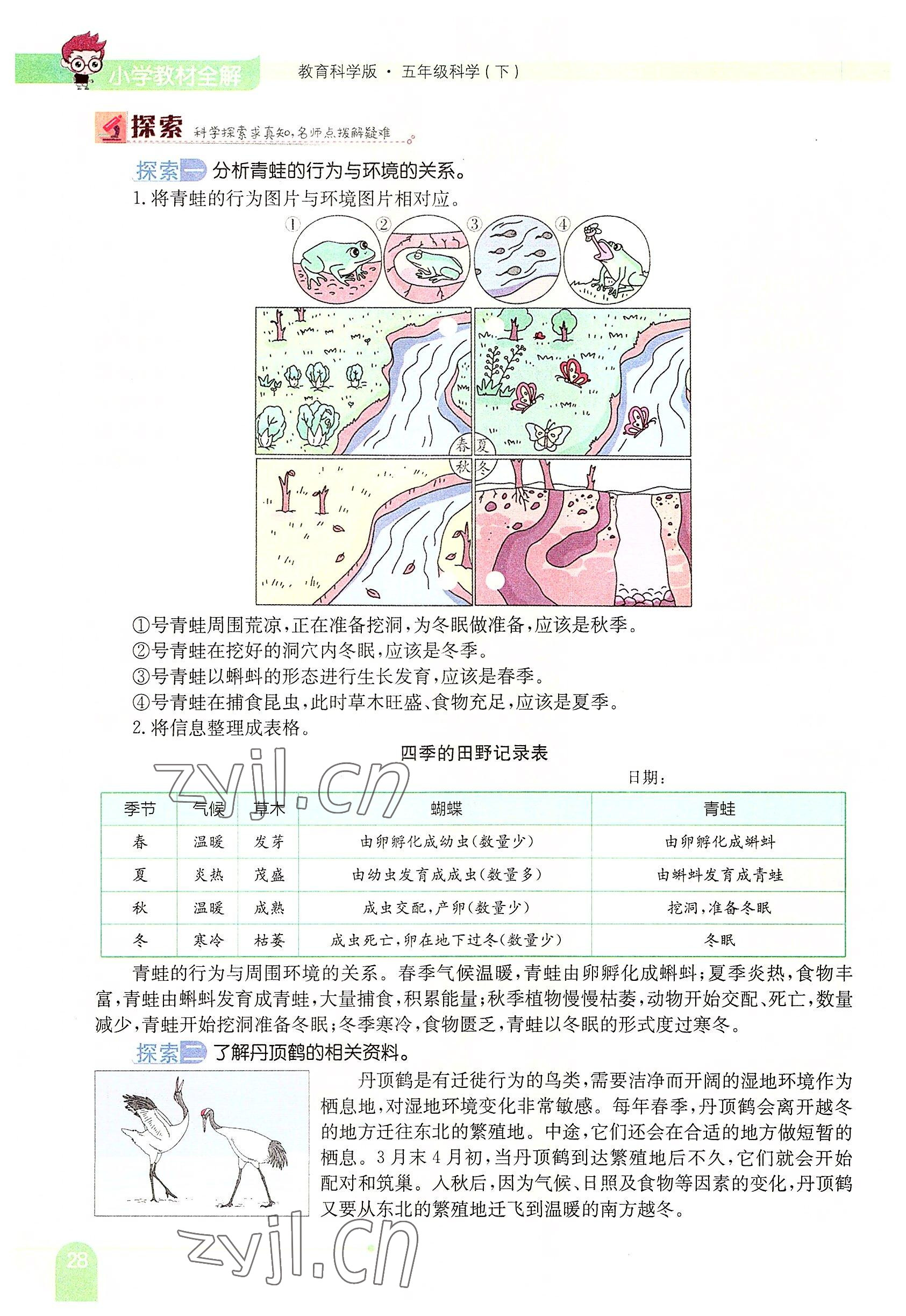 2022年教材课本五年级科学下册教科版 参考答案第28页