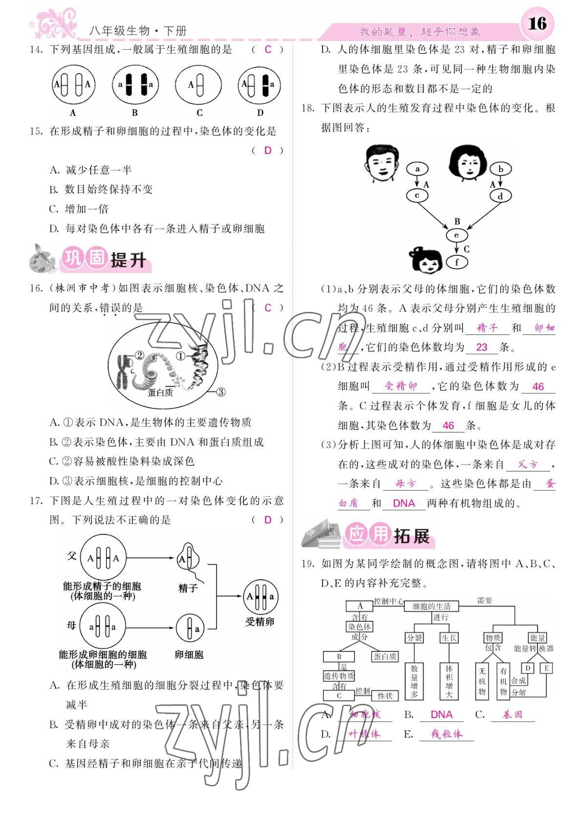 2022年課堂點(diǎn)睛八年級(jí)生物下冊(cè)人教版寧夏專版 參考答案第16頁(yè)